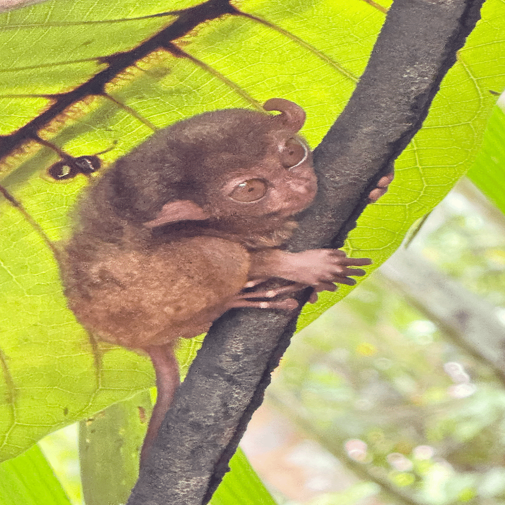 🇵🇭セブ島（フィリピン）子連れ旅2025 ⑥Day4｜⛰️チョコレート