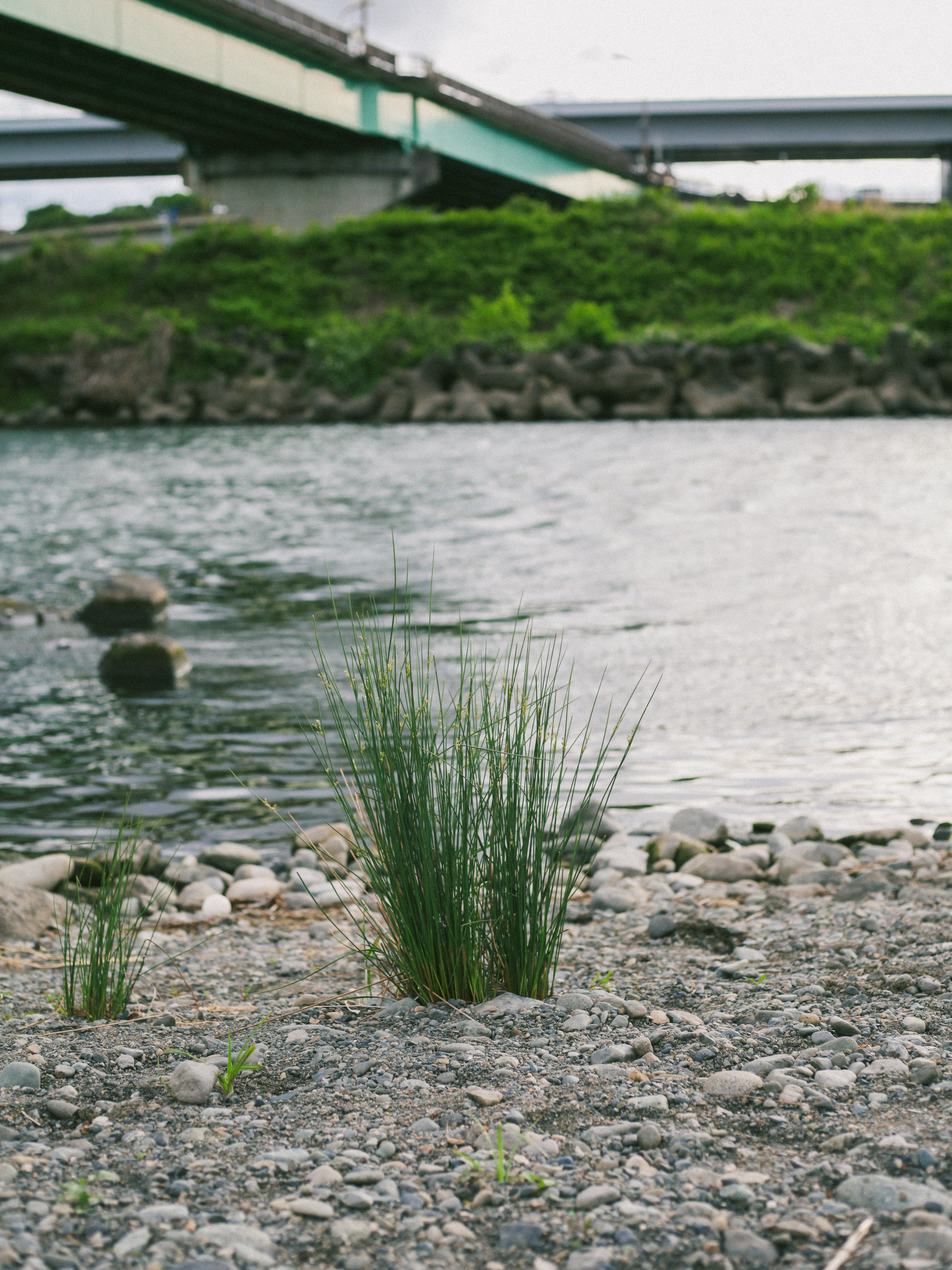 「超美品」Canon 50mm f1.8 ltm 1st 作例有り canon 50mm F1.8 初期型 ライカLマウントの開放F1.8~F16の作例