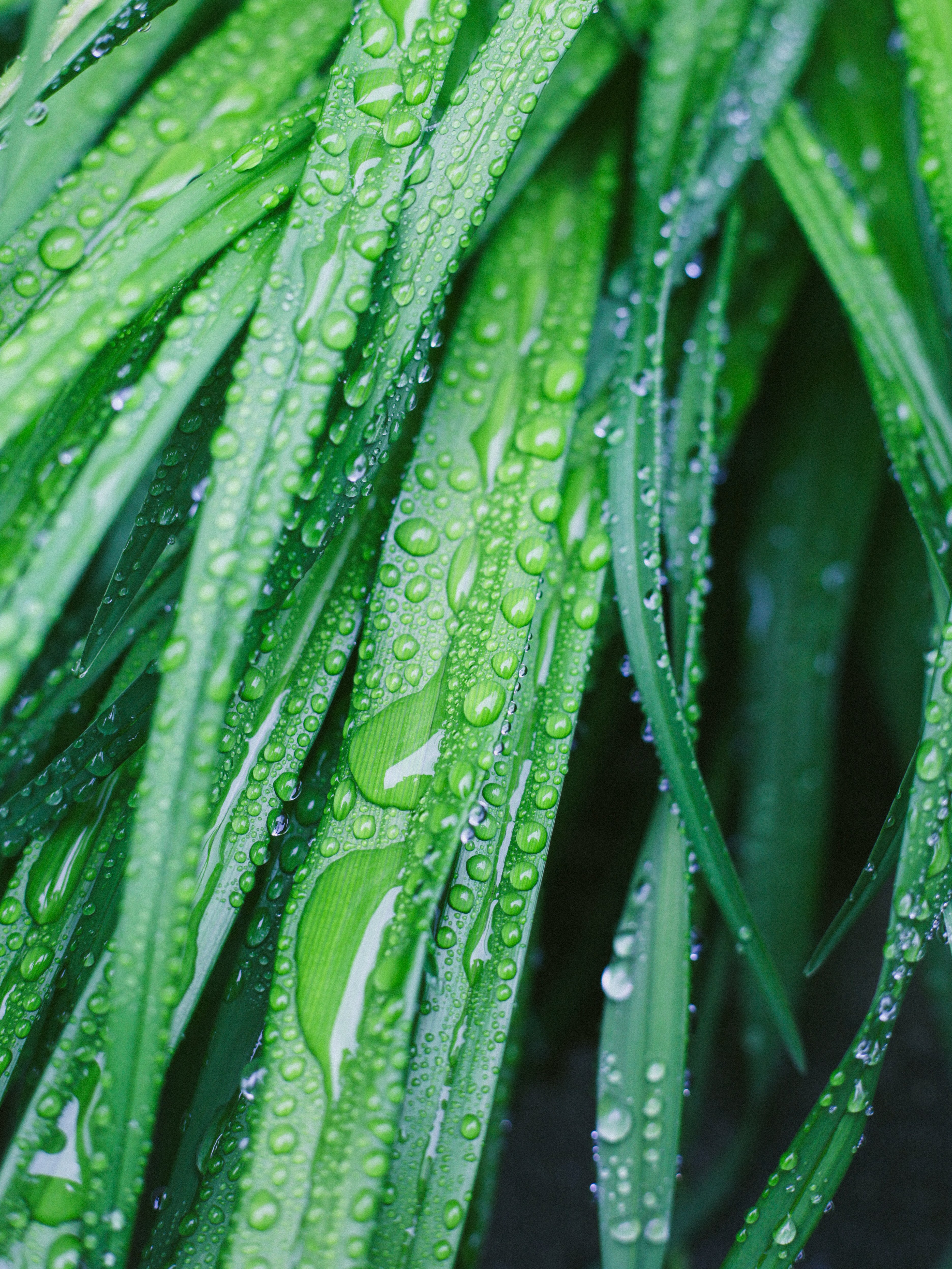 映え写真に！神レンズ✨Canon EF 50mm F1.8 STM✨単焦点レンズ 購入一択】コスパ最強の神レンズ。キヤノン「EF 50mm F1.8 STM