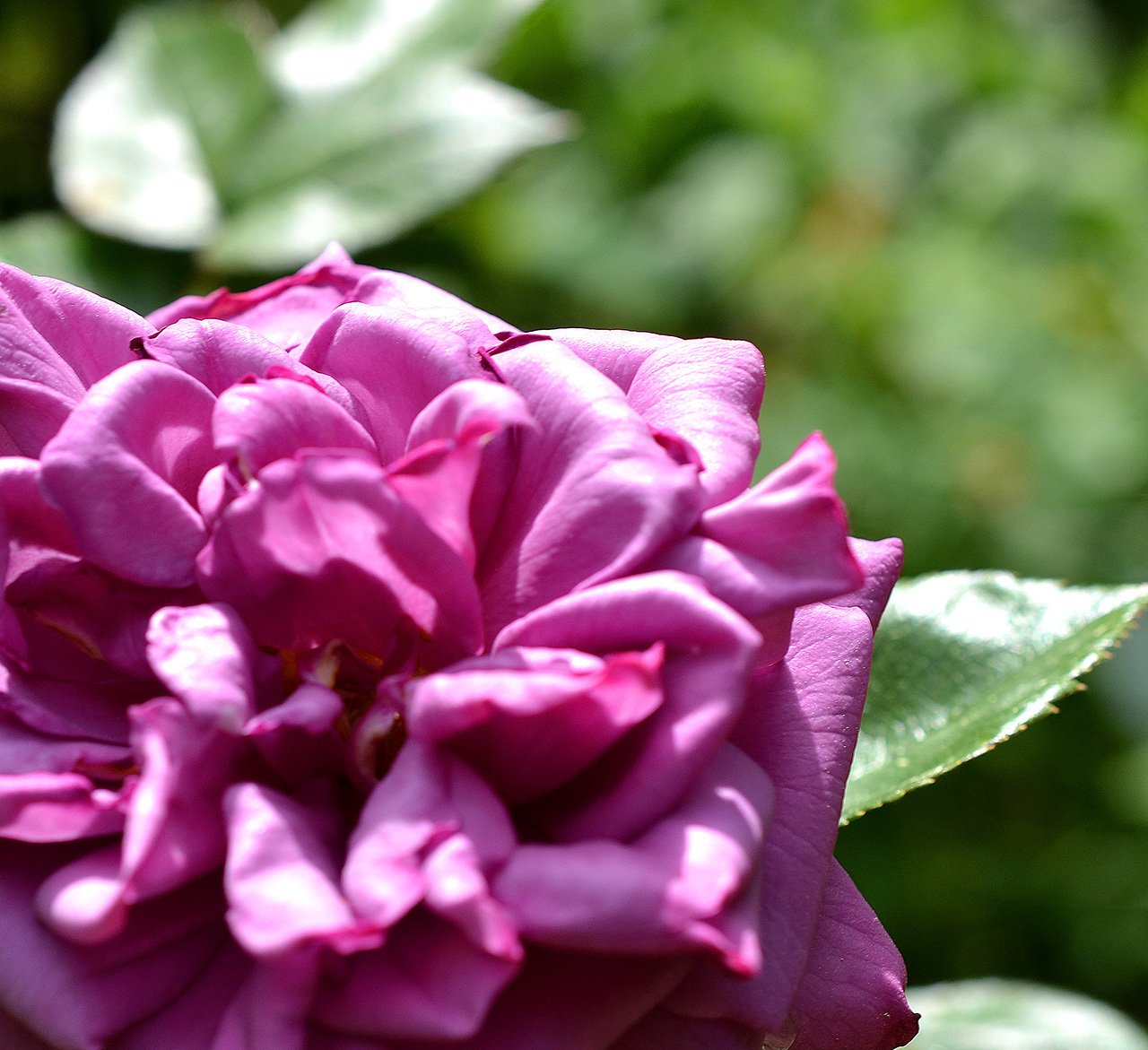 そめ花 薔薇と四季の花たち そめ花・薔薇と四季の花たち | 安田 早葉子 |本 | 通販 | Amazon