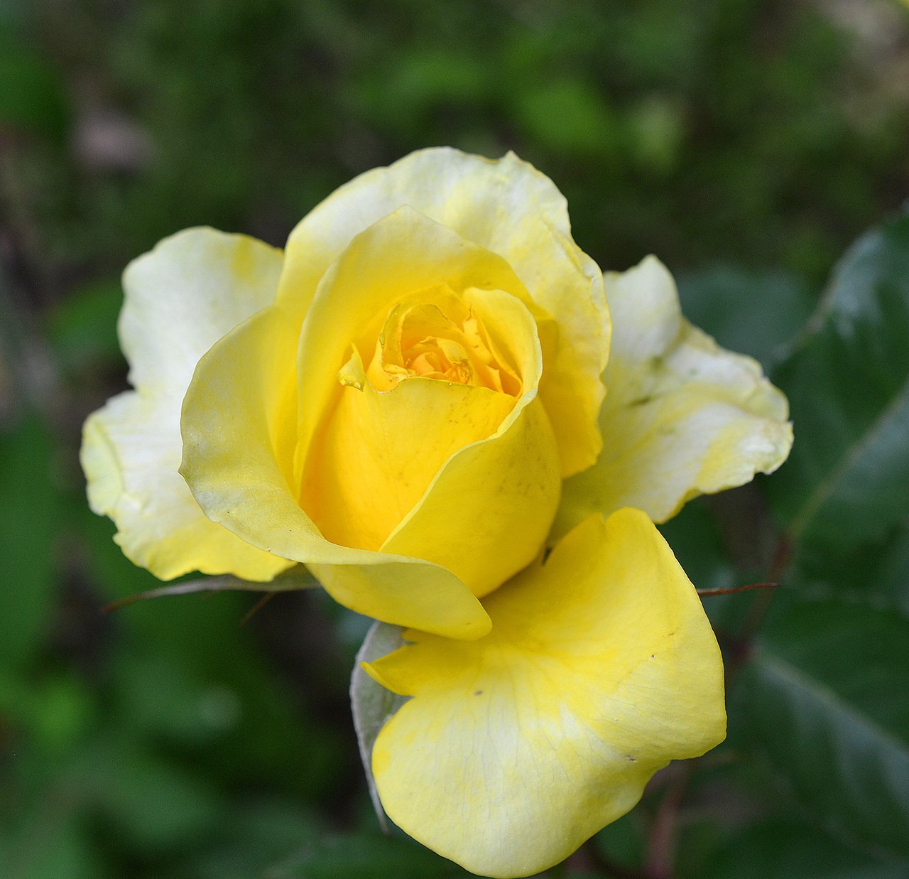 咲き始めたバラと庭の花たち｜サナエvinsanchi