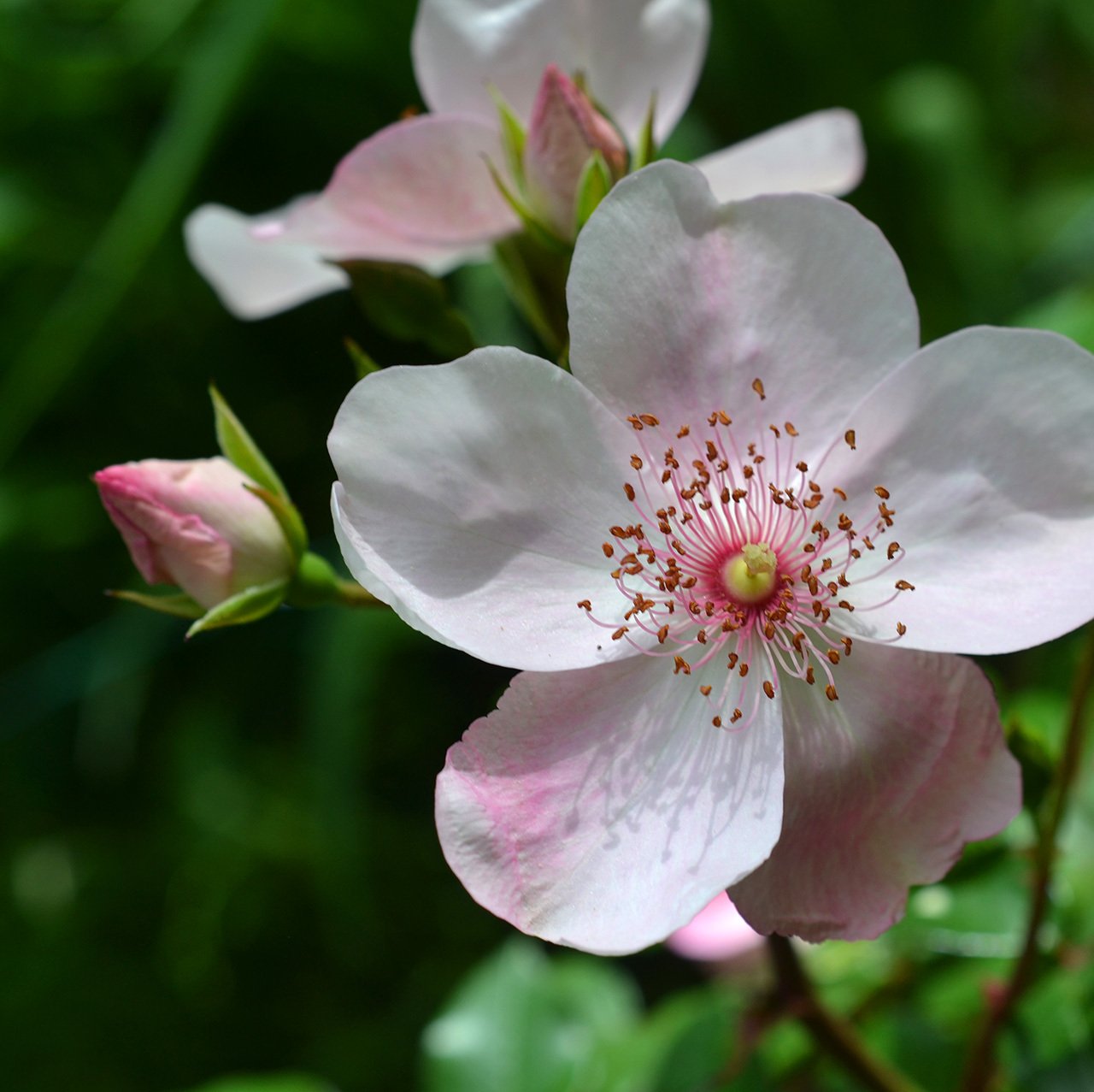 そめ花・薔薇と四季の花たち 高い素材】 まとめ買い】 趣味・スポーツ・実用 薔薇と四季の花