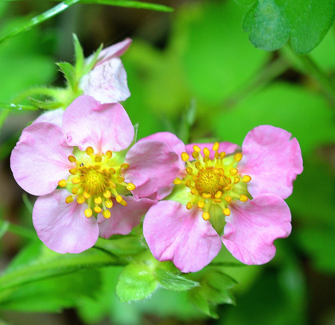 咲き始めたバラと庭の花たち｜サナエvinsanchi
