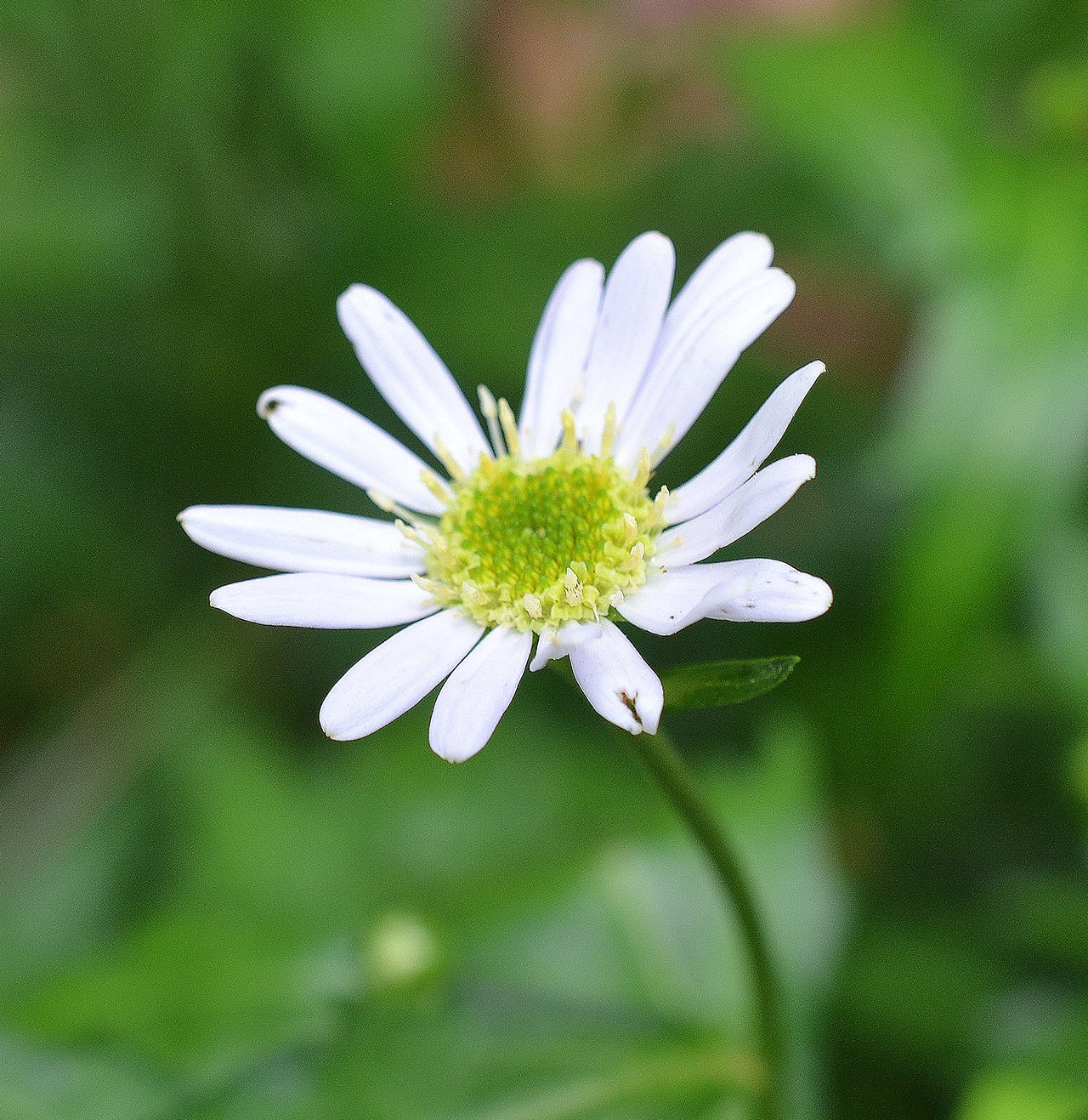 そめ花・薔薇と四季の花たち そめ花・薔薇と四季の花たち | 安田 早葉子 |本 | 通販 | Amazon