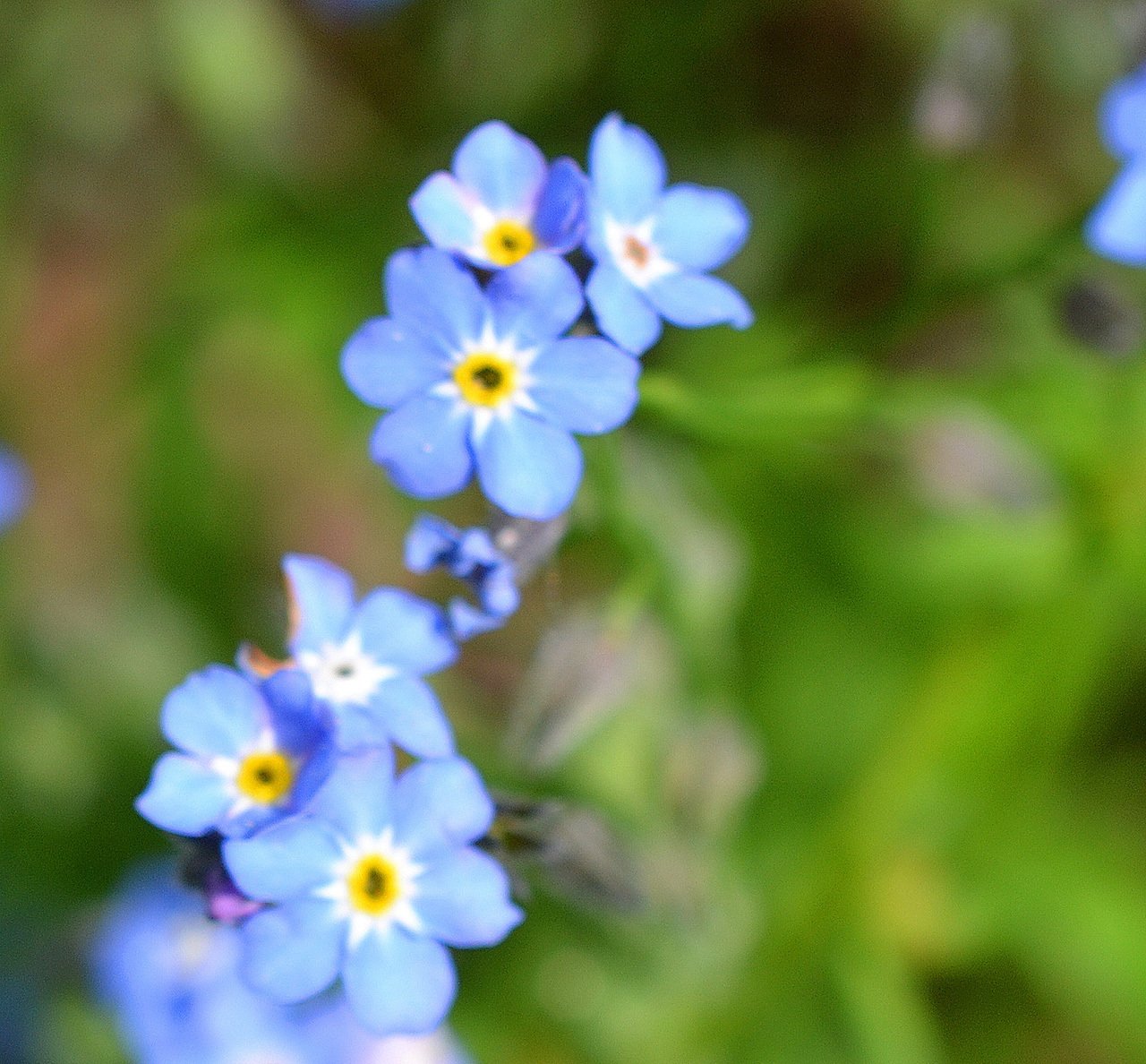 咲き始めたバラと庭の花たち｜サナエvinsanchi