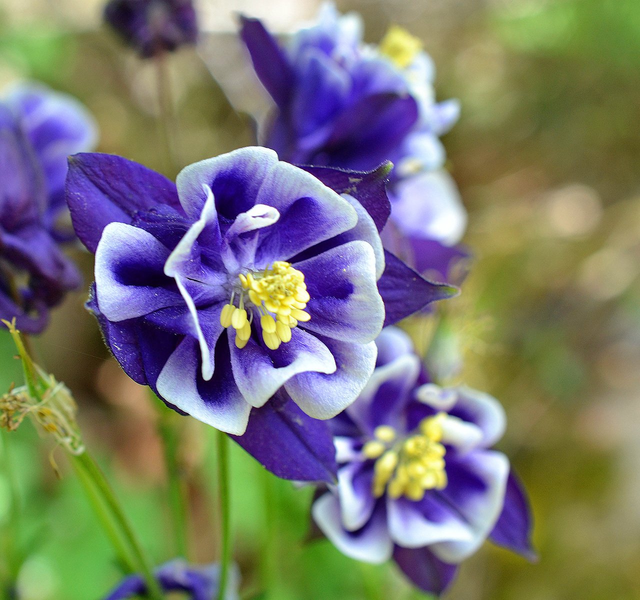 そめ花 薔薇と四季の花たち 安田早葉子
