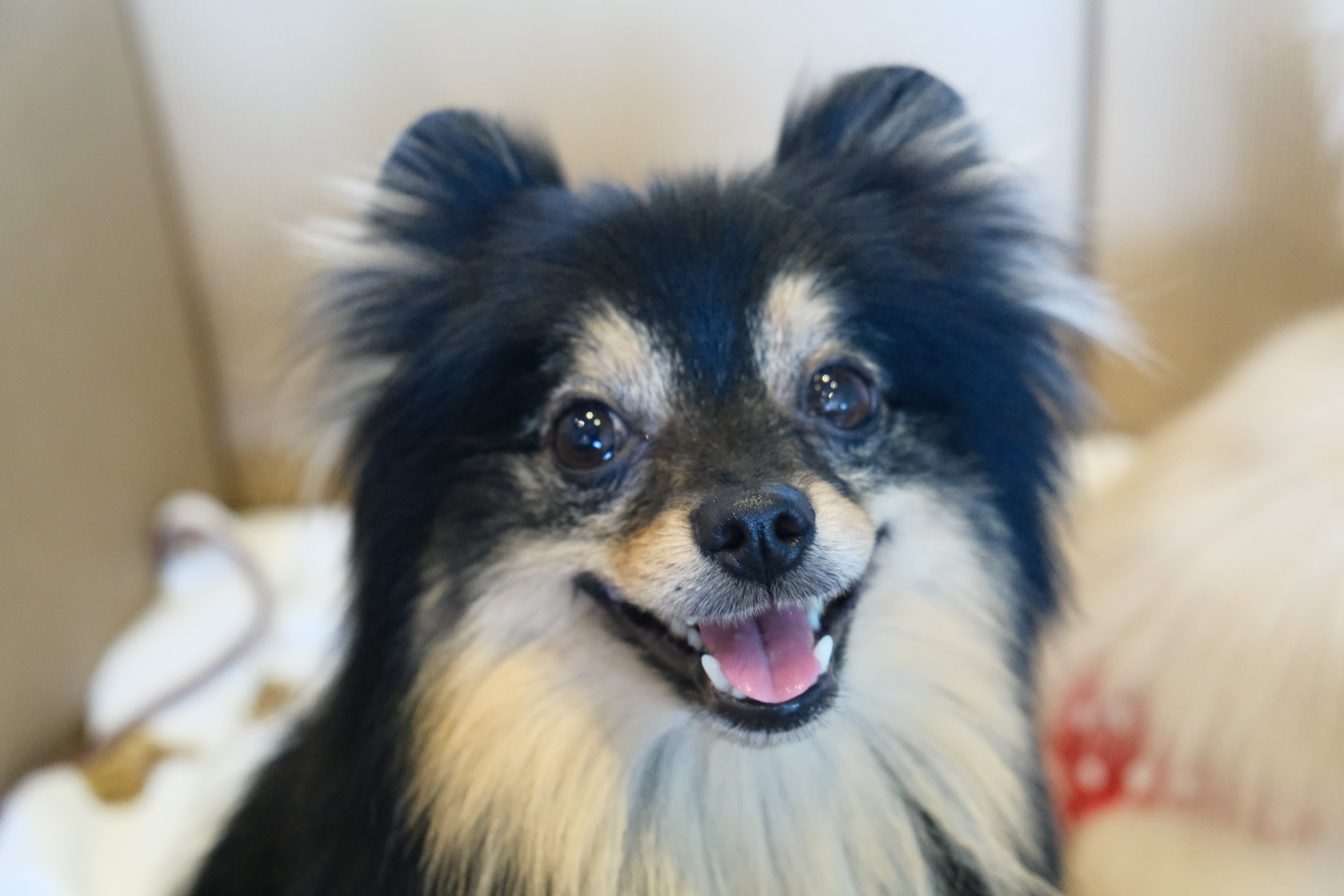 X-E4で愛犬を撮ったら過去最高の感動だった話｜PhotoClef. | Yuz.