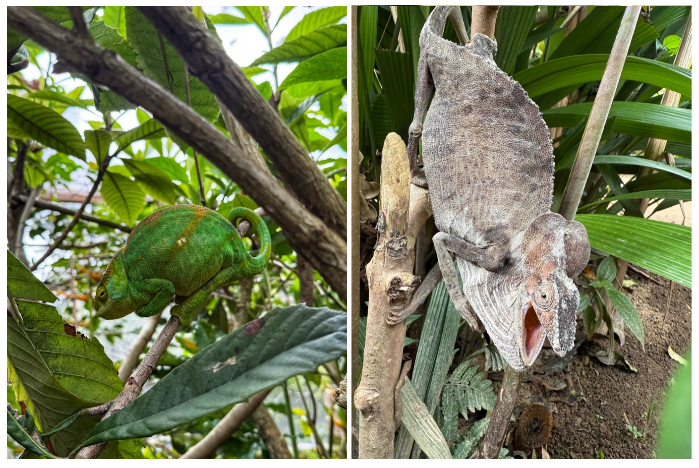 世界一周 #7 マダガスカル🇲🇬 不思議な生き物たちとバオバブの並木道