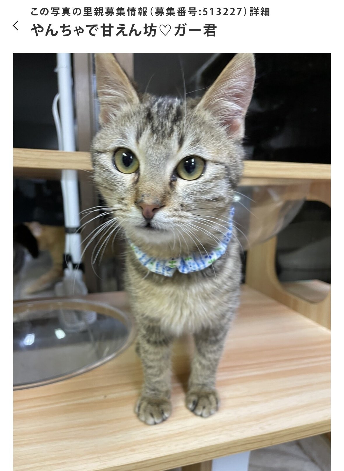 オーマイガー🤷‍♀️｜あさりゆうえ