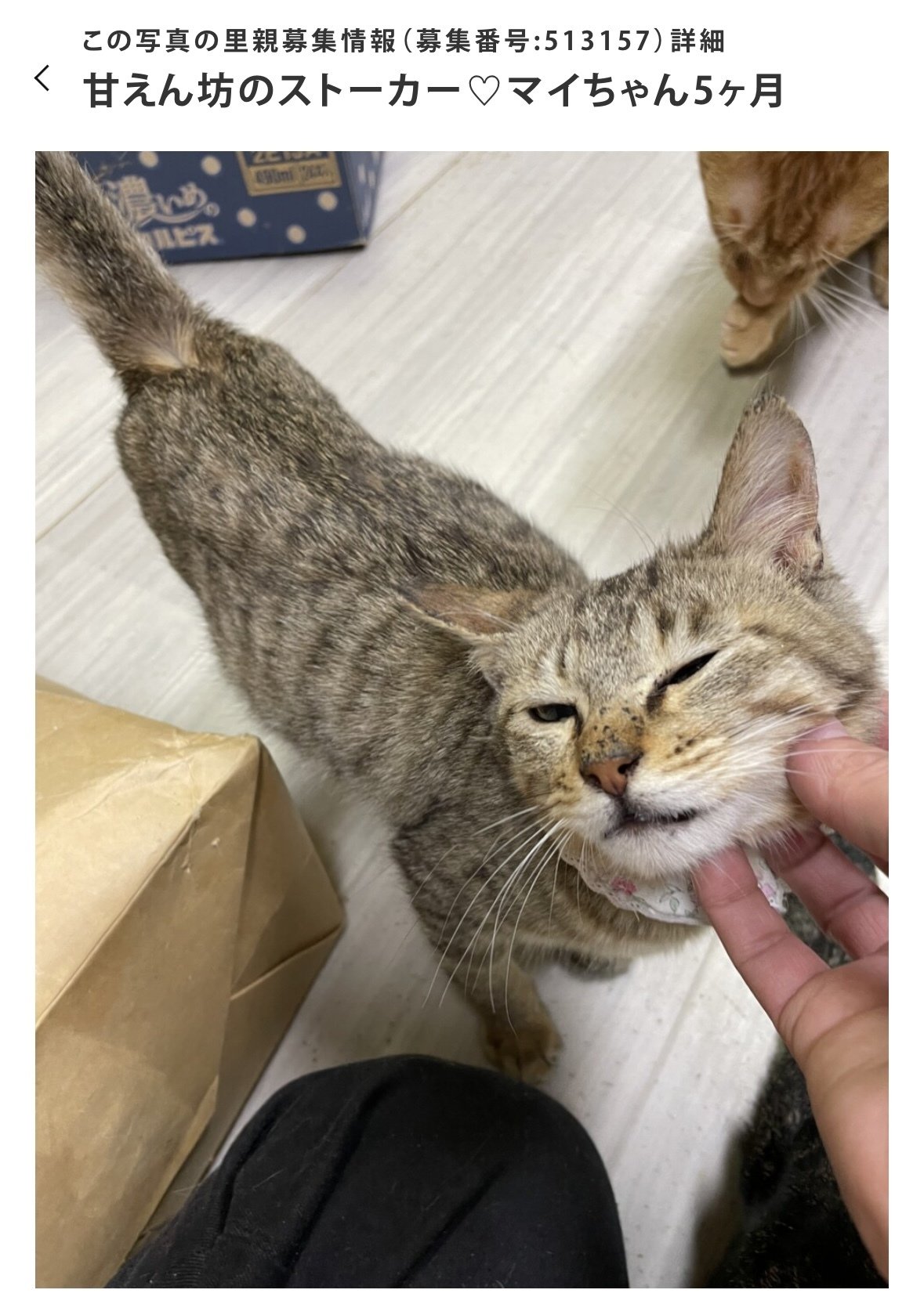 龍脈の精髄 煙水晶 大地と魂をつなぐ守護の石 売上一部保護猫活動に使用 龍脈の精髄 煙水晶 大地と魂をつなぐ守護の石 売上一部保護猫