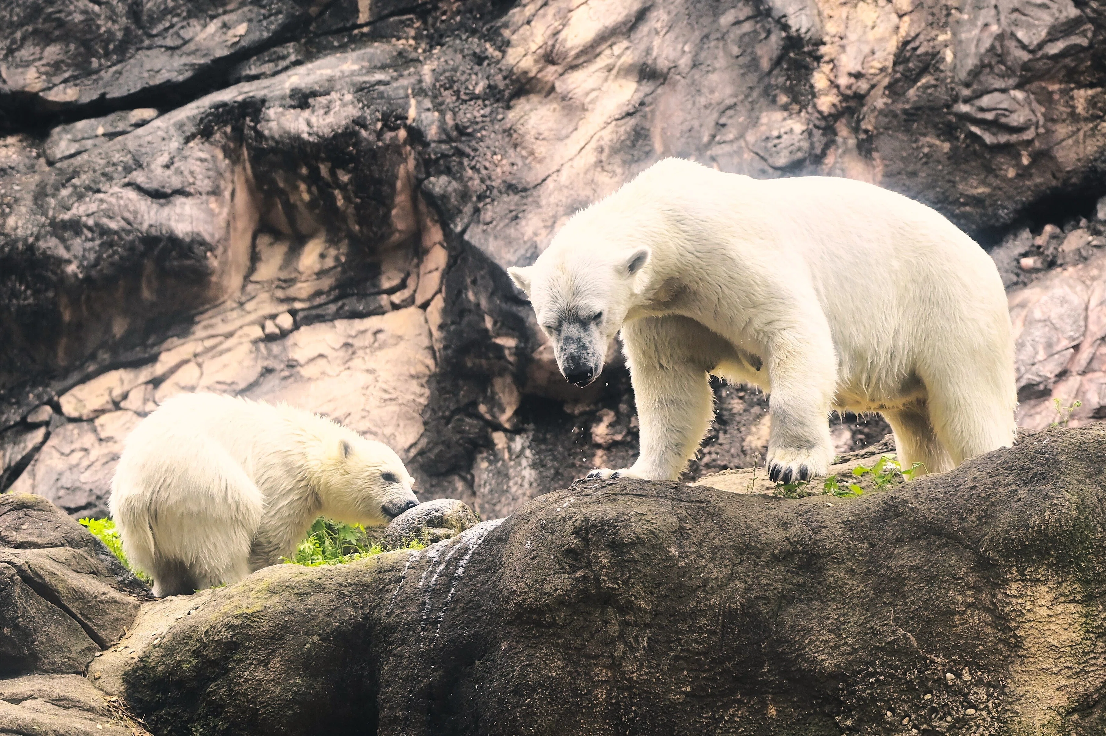 ホッキョクグマの親子が公開され大盛況だった、ひさびさのズーラシア