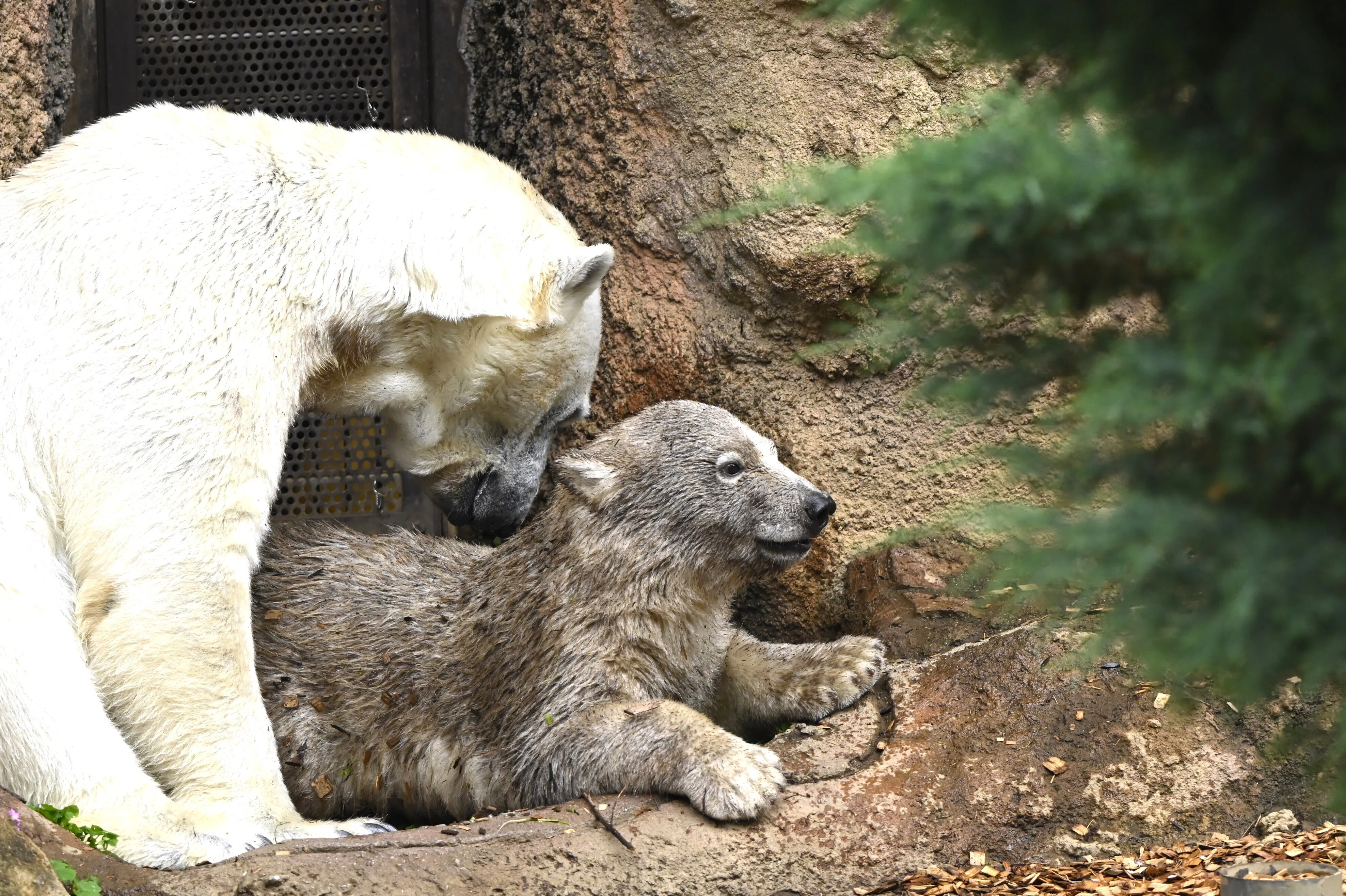 ホッキョクグマの親子が公開され大盛況だった、ひさびさのズーラシア