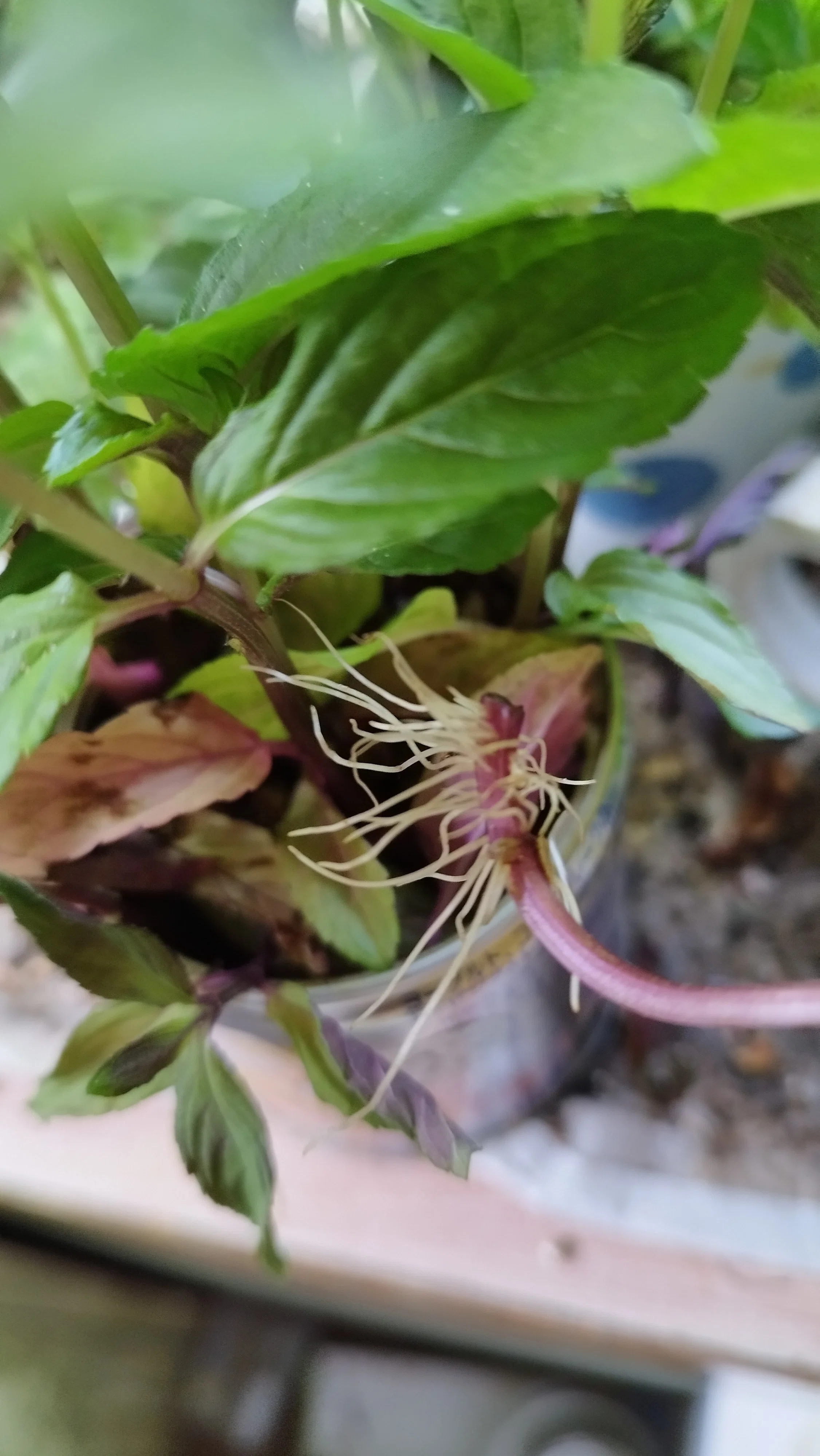 [Overgrowth Alert] ~The Canned Mint Method: Infinite Propagation in ...