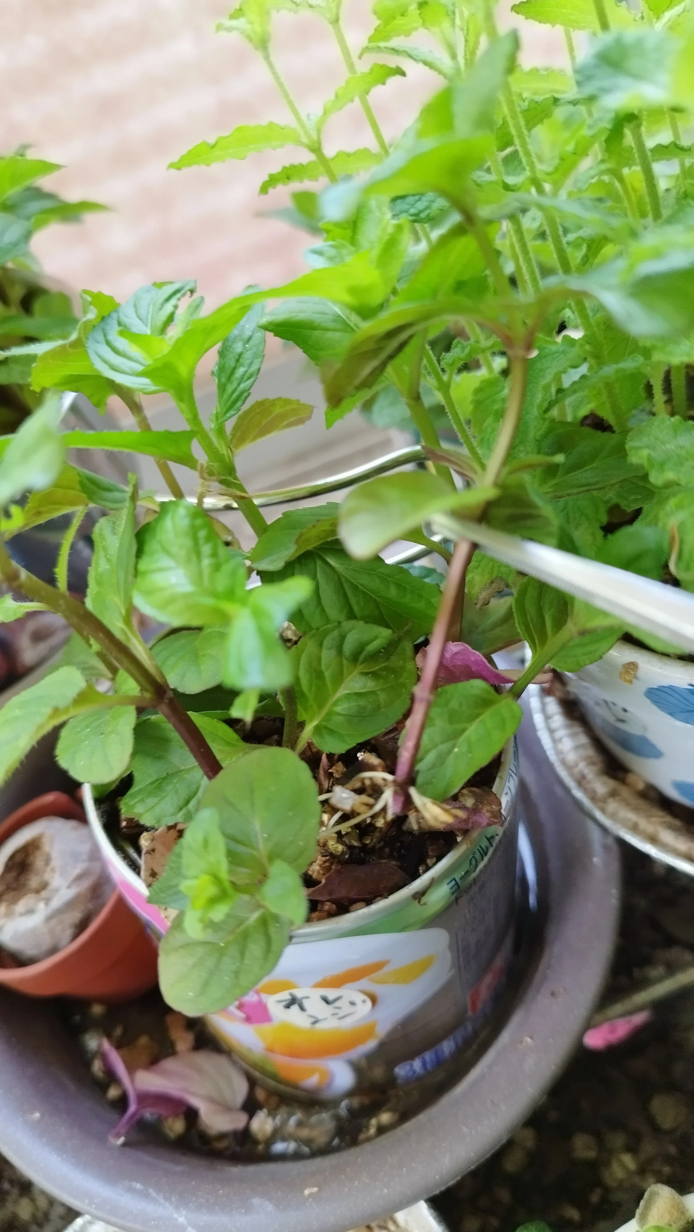 [Overgrowth Alert] ~The Canned Mint Method: Infinite Propagation in ...