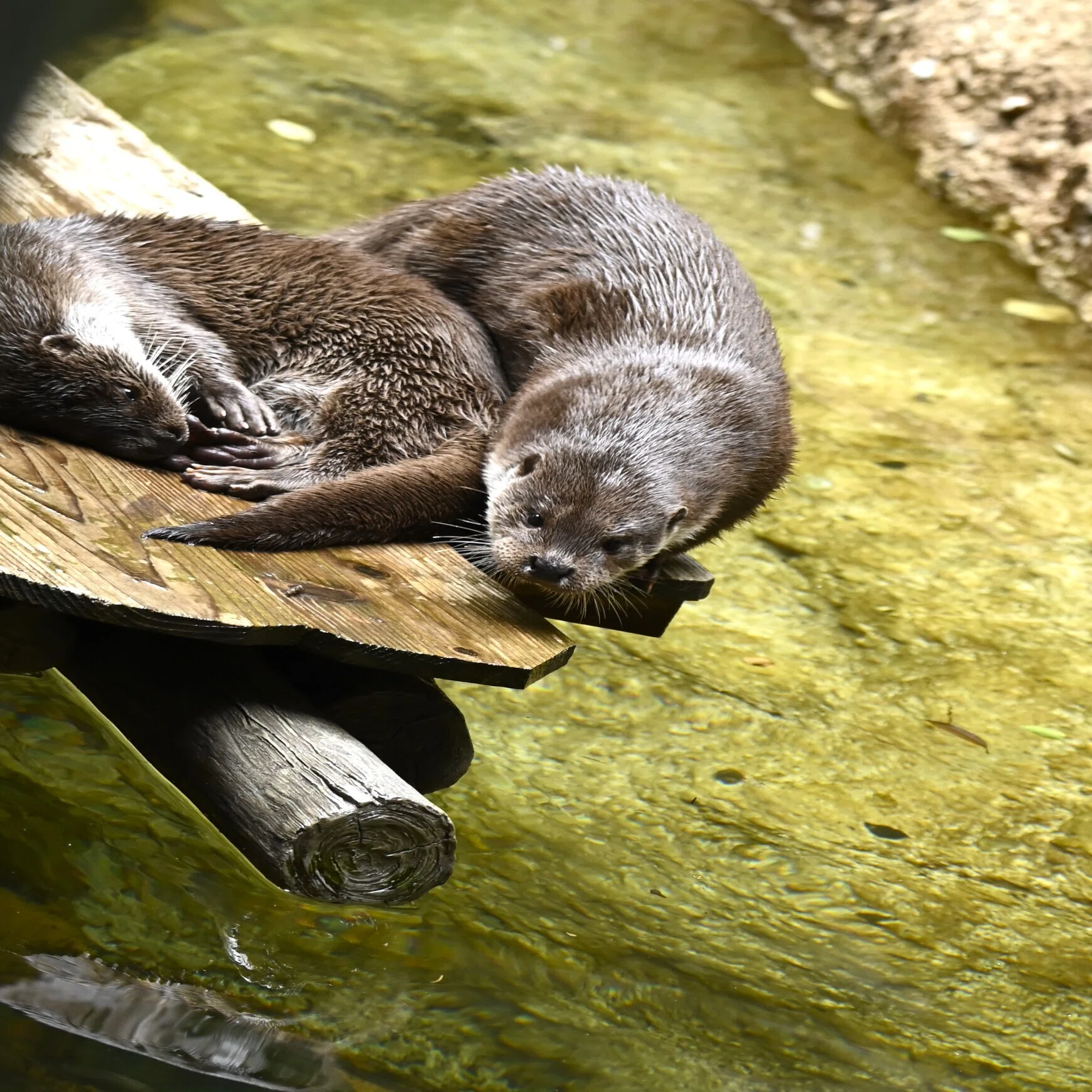ホッキョクグマの親子が公開され大盛況だった、ひさびさのズーラシア 
