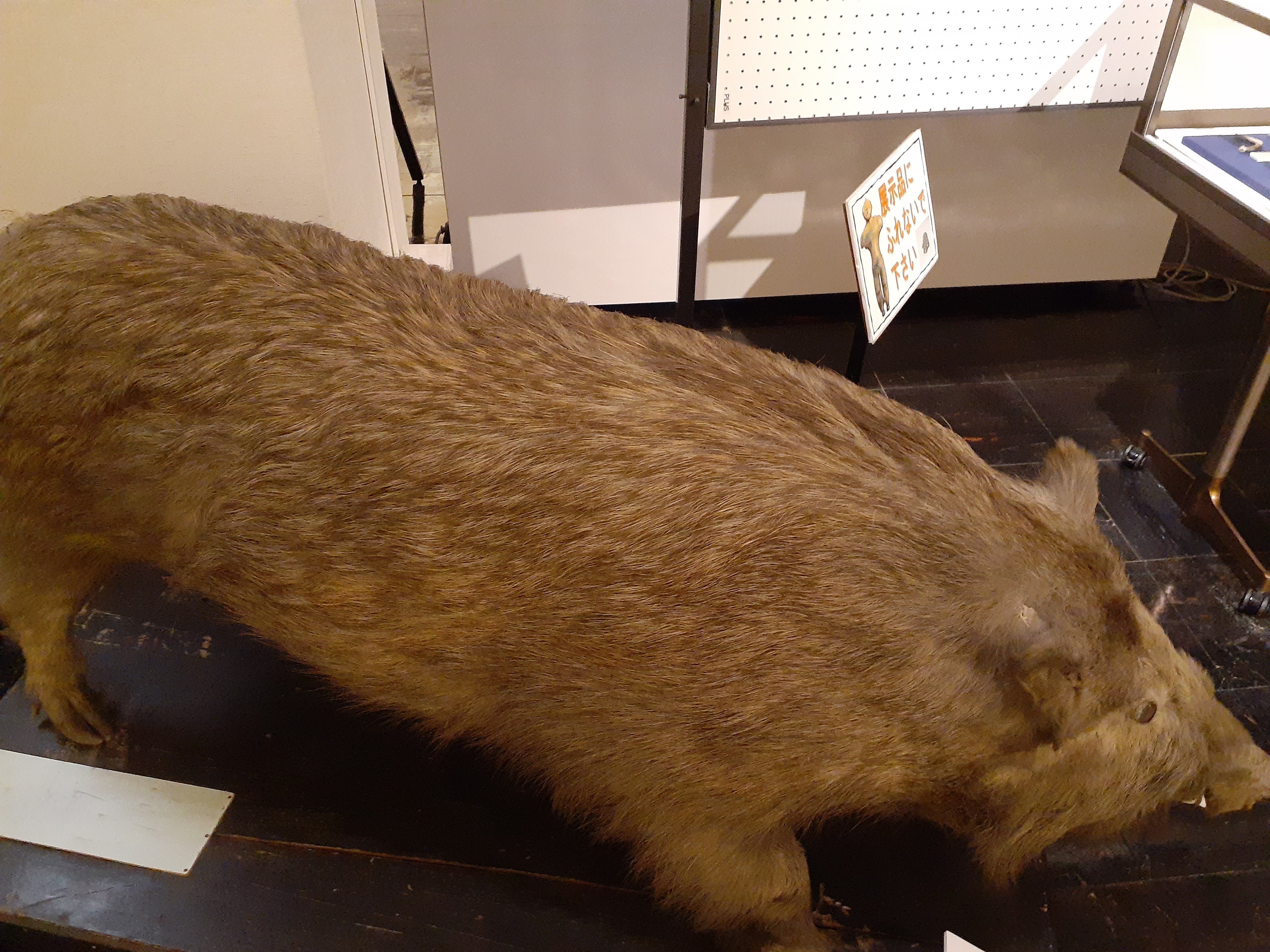 猪の剥製 亥の子七代｜TechpanCreate（テクパン・クリエイト）