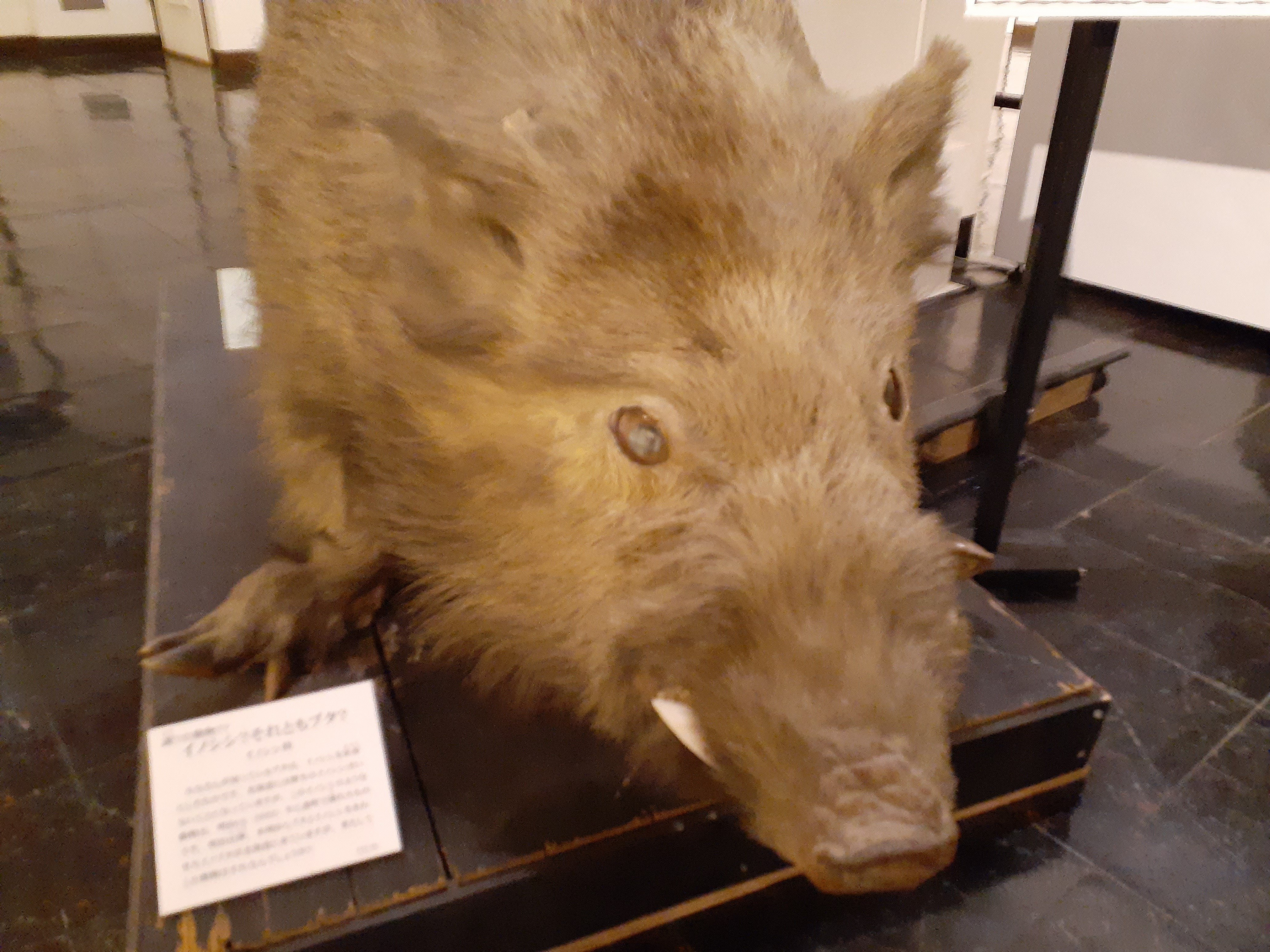 猪の剥製 イノシシ剥製 猪の剥製 猪の剥製 ZX｜製品紹介｜YASAKA株式会社