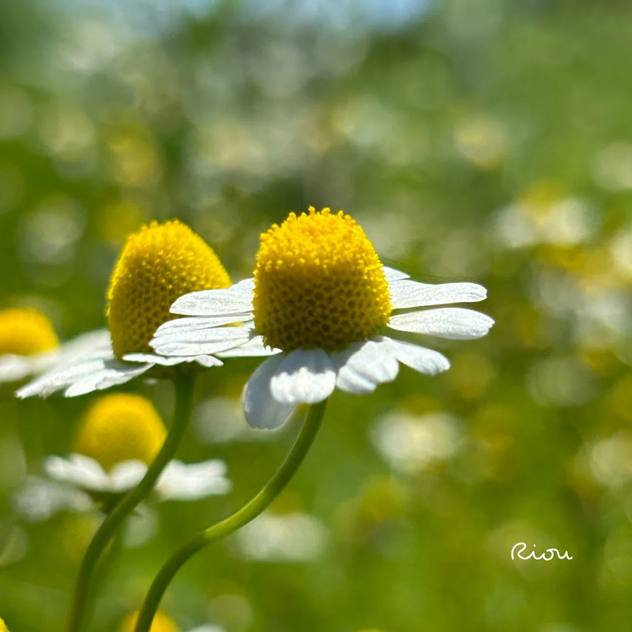 花言葉】カモミール（Chamomile）｜璃桜（りおう）＠日常の彩り