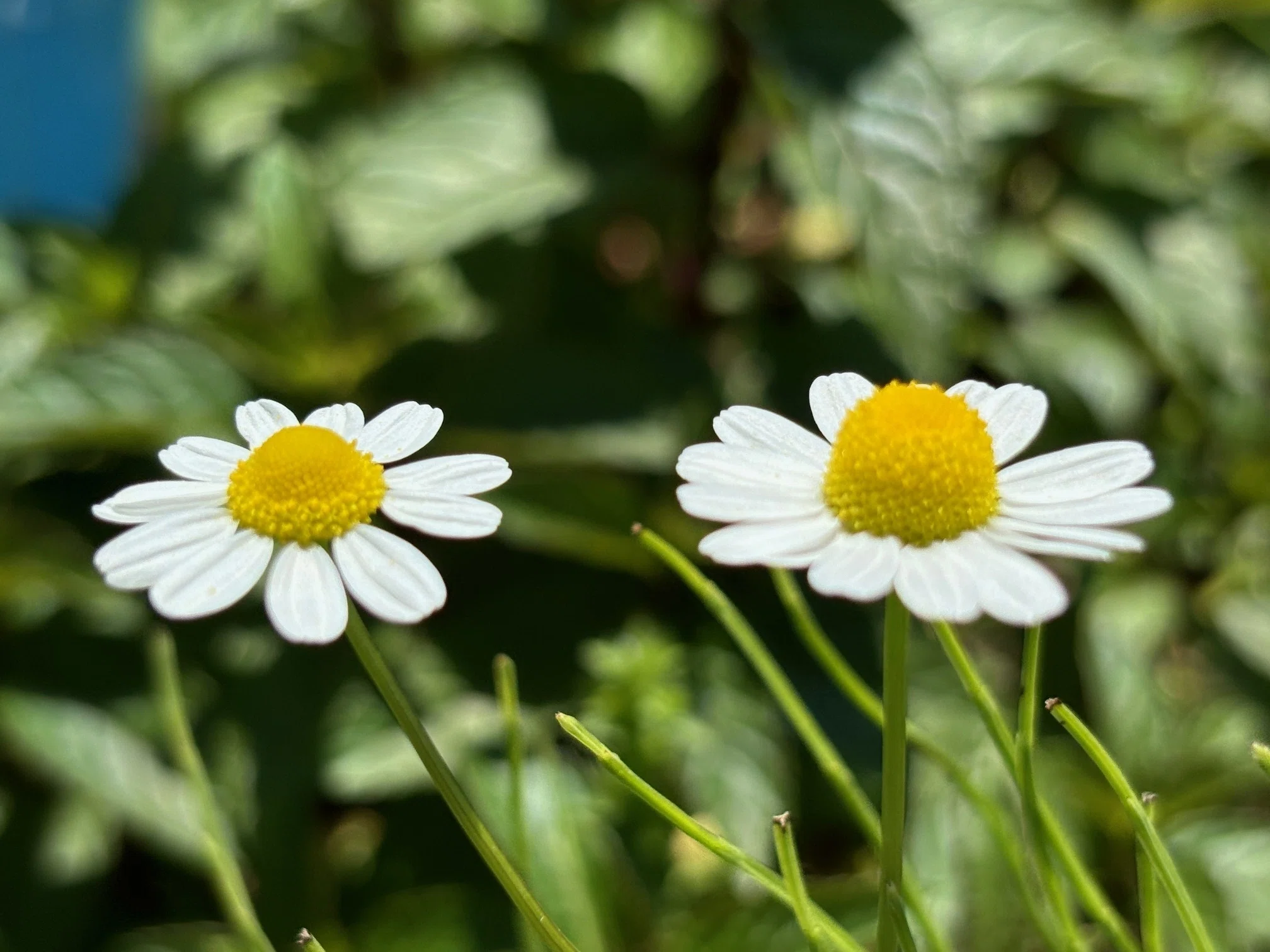花言葉】カモミール（Chamomile）｜璃桜（りおう）＠日常の彩り