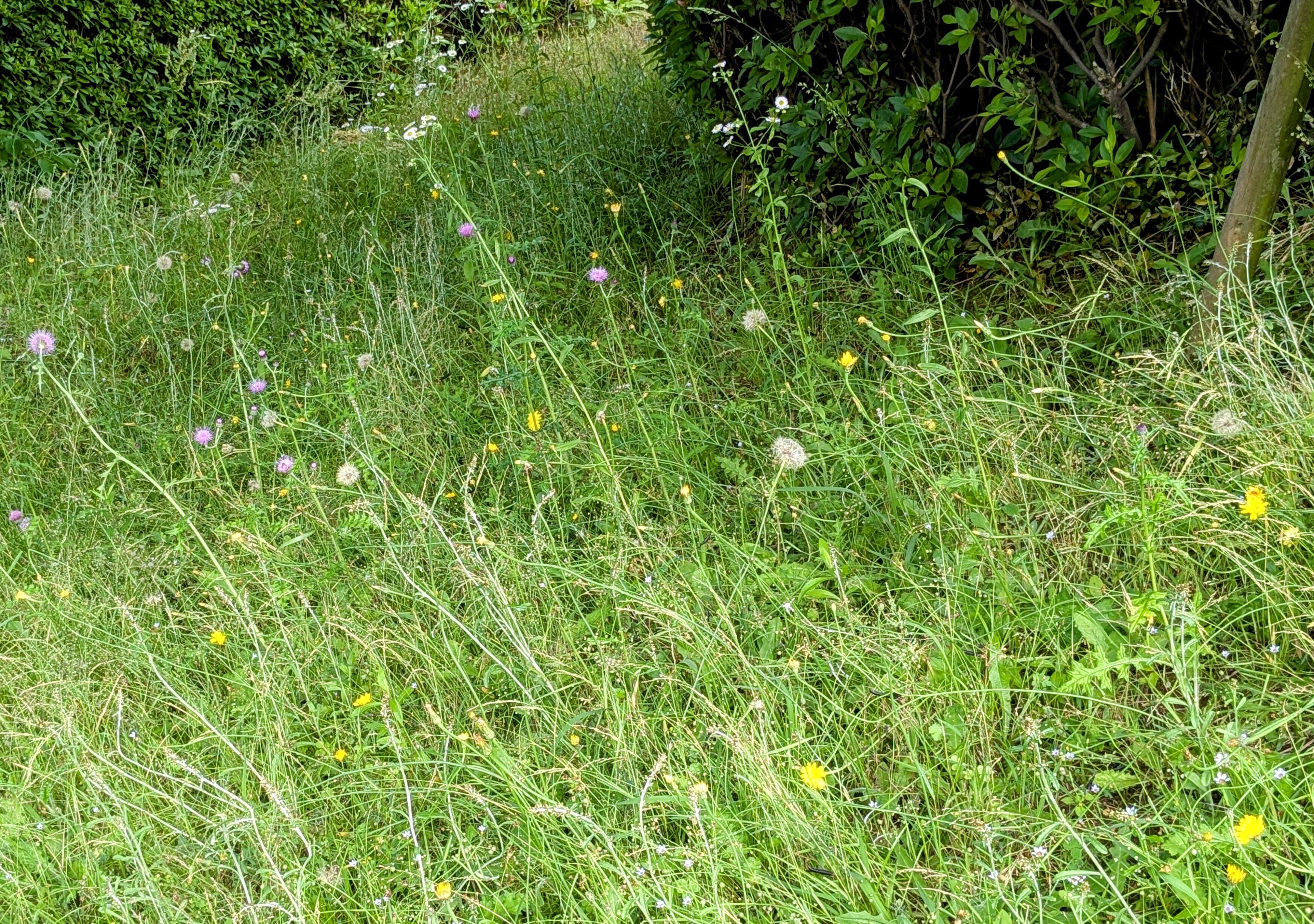 ばあばのさりげない日々】「雑草じゃないよ♫」と語りかける野の草花