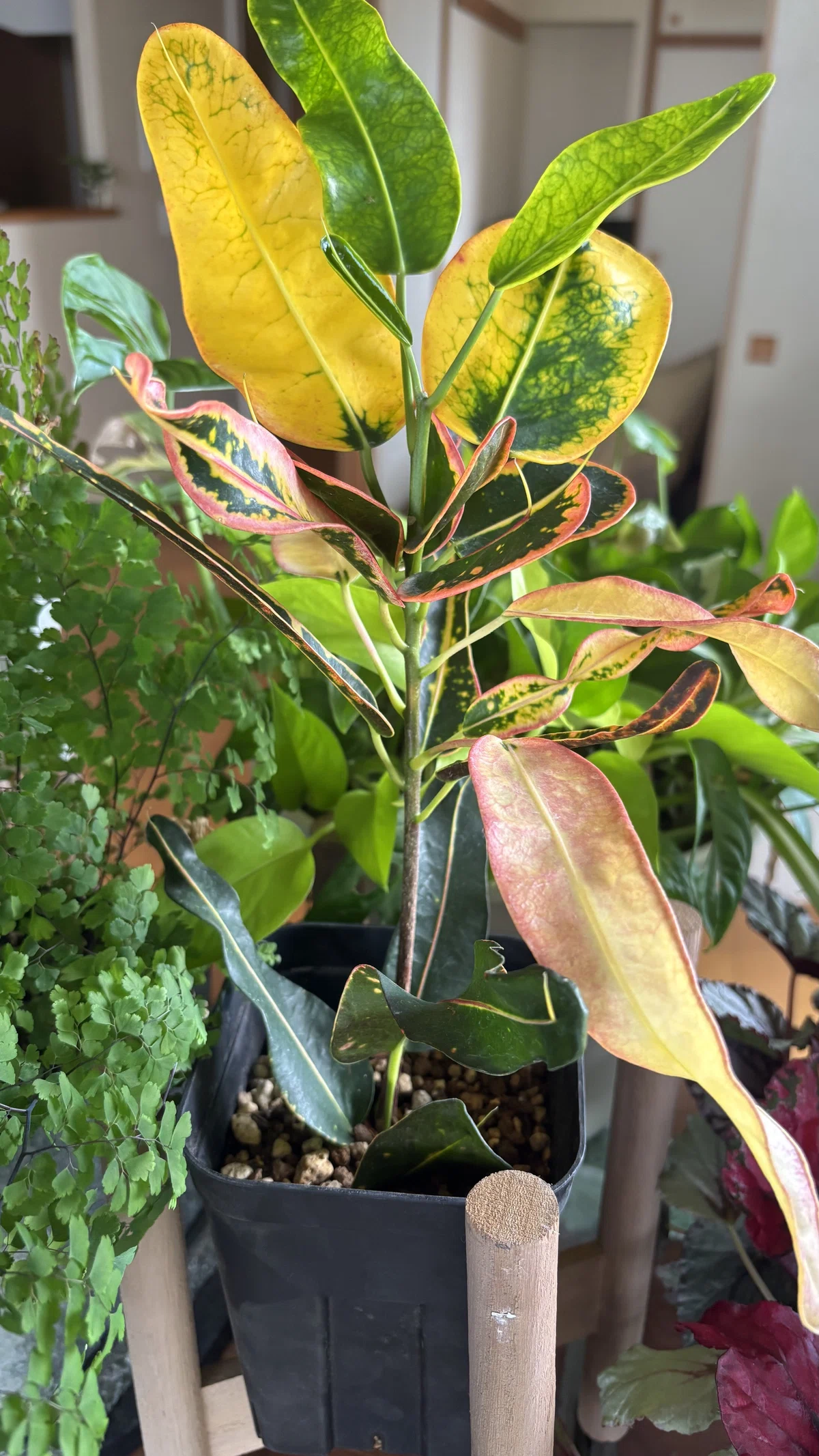 自由に生きる南国系植物 「クロトン」｜おのだちなつ