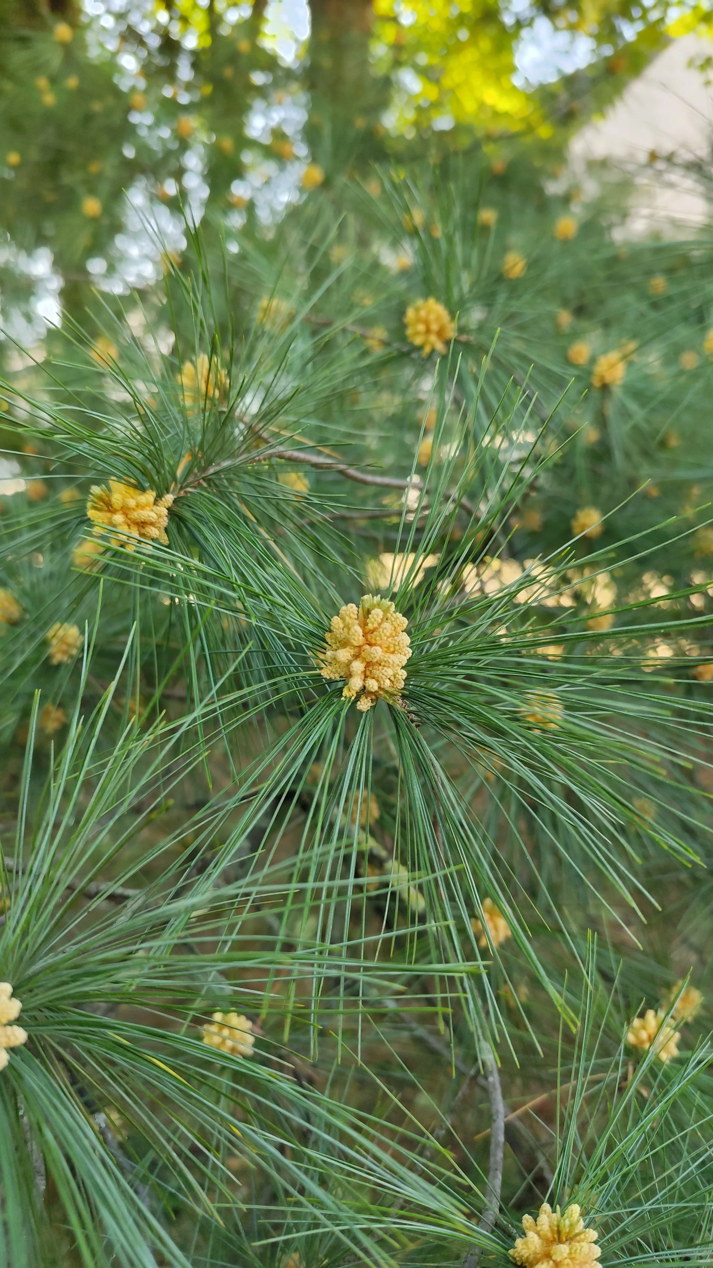 松の木も花ざかり｜さて、この秋は｜りの