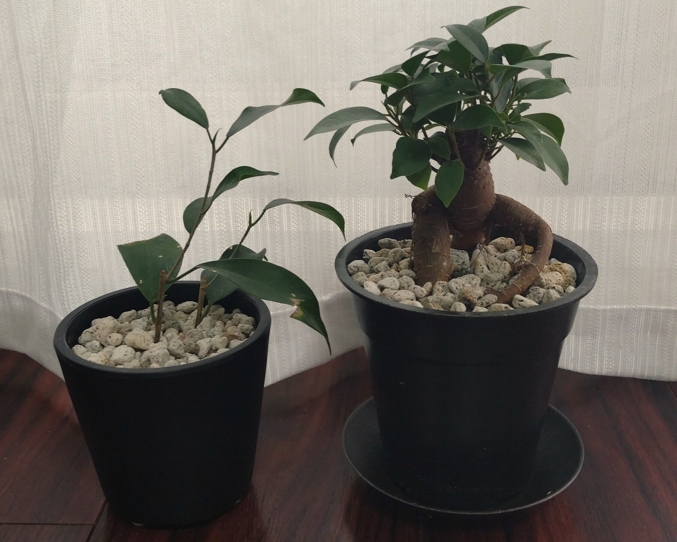 ガジュマル 大株 11年育成 岩付き ガジュマルの成長記録｜みどりのあやめ