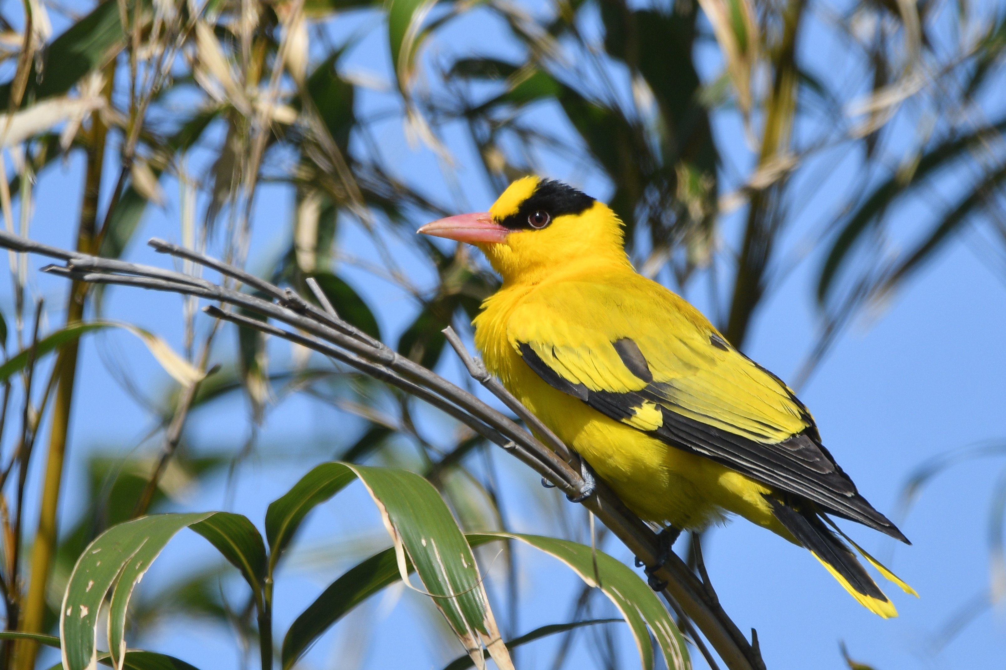 2025飛島観察記録④コウライウグイス｜おおるり