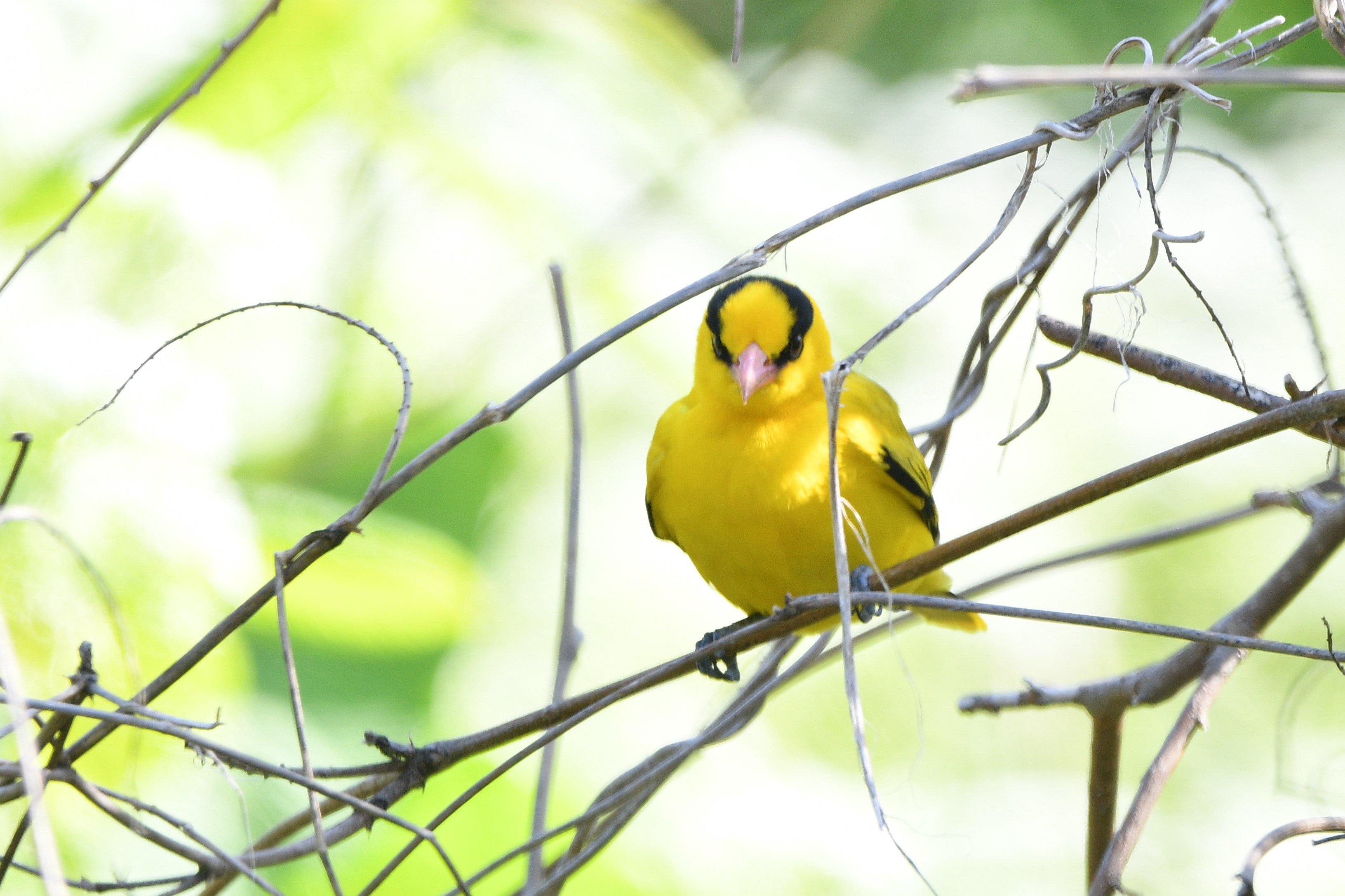 2025飛島観察記録④コウライウグイス｜おおるり
