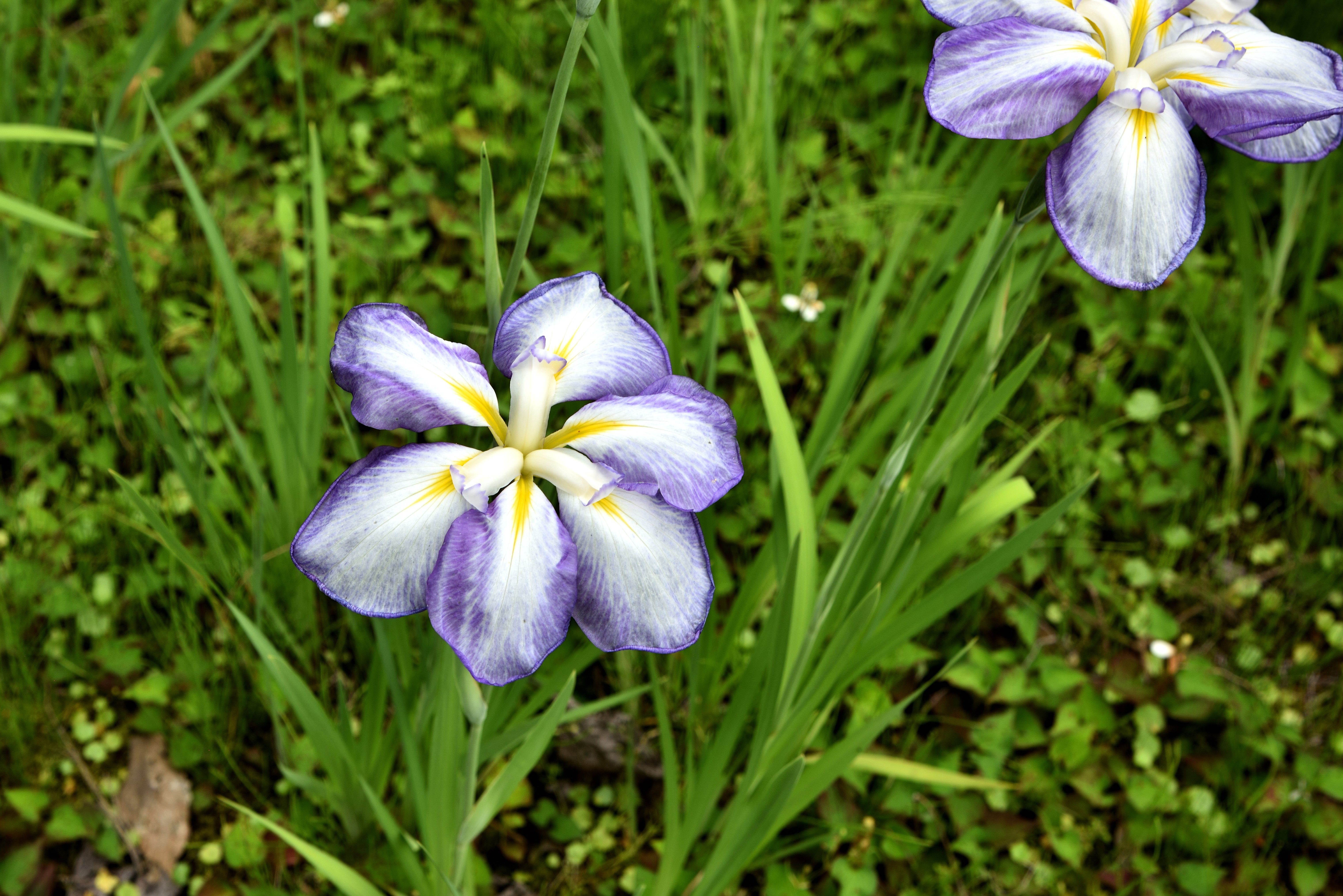 優しい地色に描かれました四季の花々が百花繚乱の華やかさを見せる洗えるお着物です 81hRmF0l4pL._UF350,350_QL80_.jpg