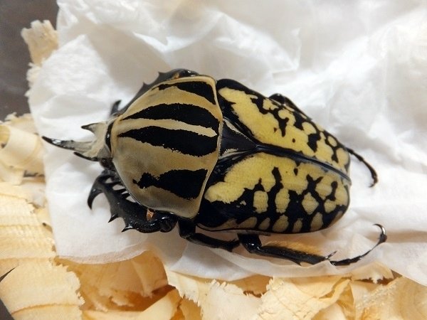 タンザニア産オーベルチュールオオツノカナブン オーベルチュールオオツノカナブンの飼育記録【2012～2014】｜AKECHI