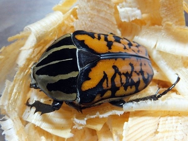 オーベルチュールオオツノカナブンの飼育記録【2012～2014】｜AKECHI