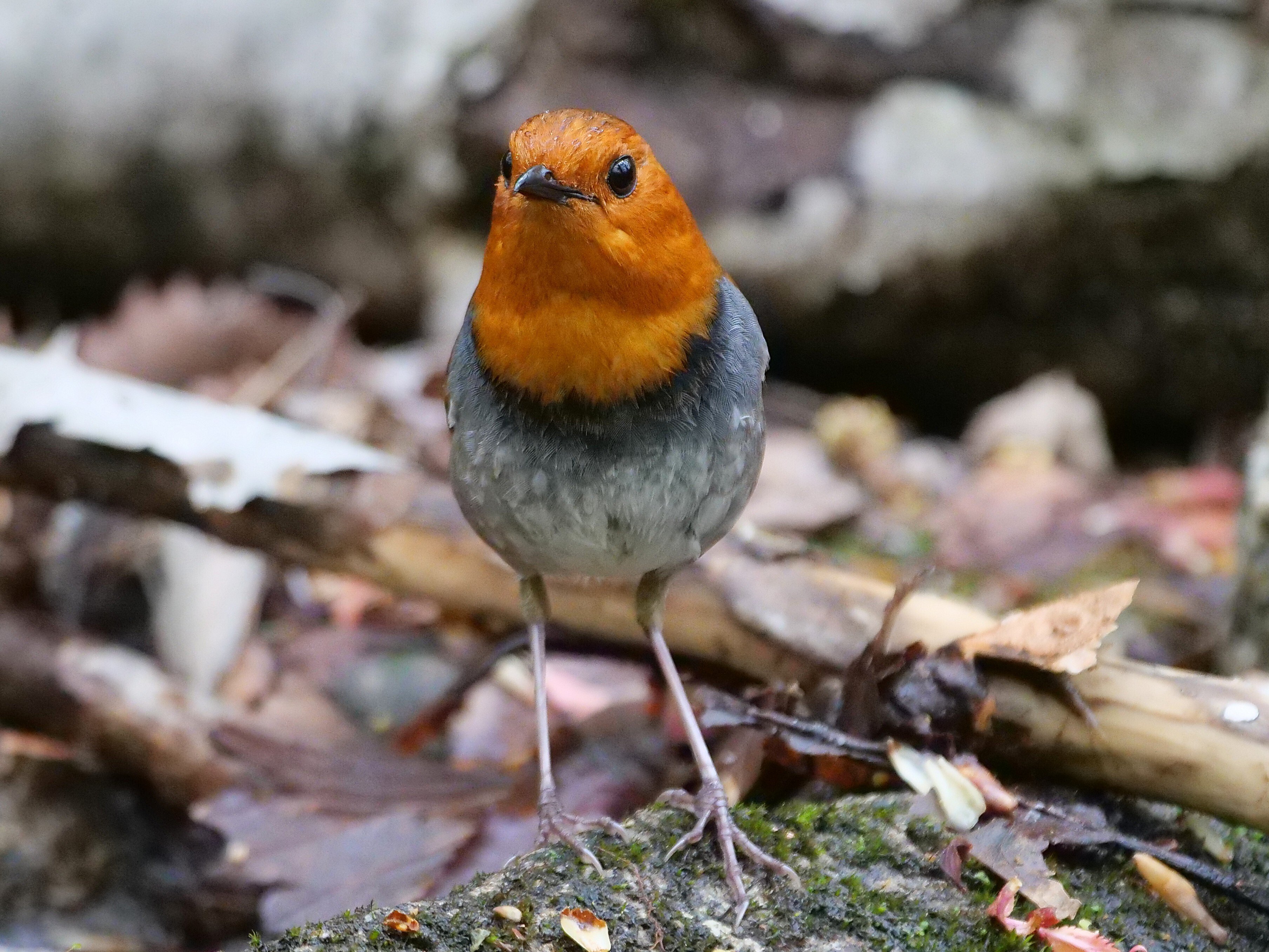 野鳥が好きです!#178「コマドリ」｜take 🎸全ての人が自由になれる気が