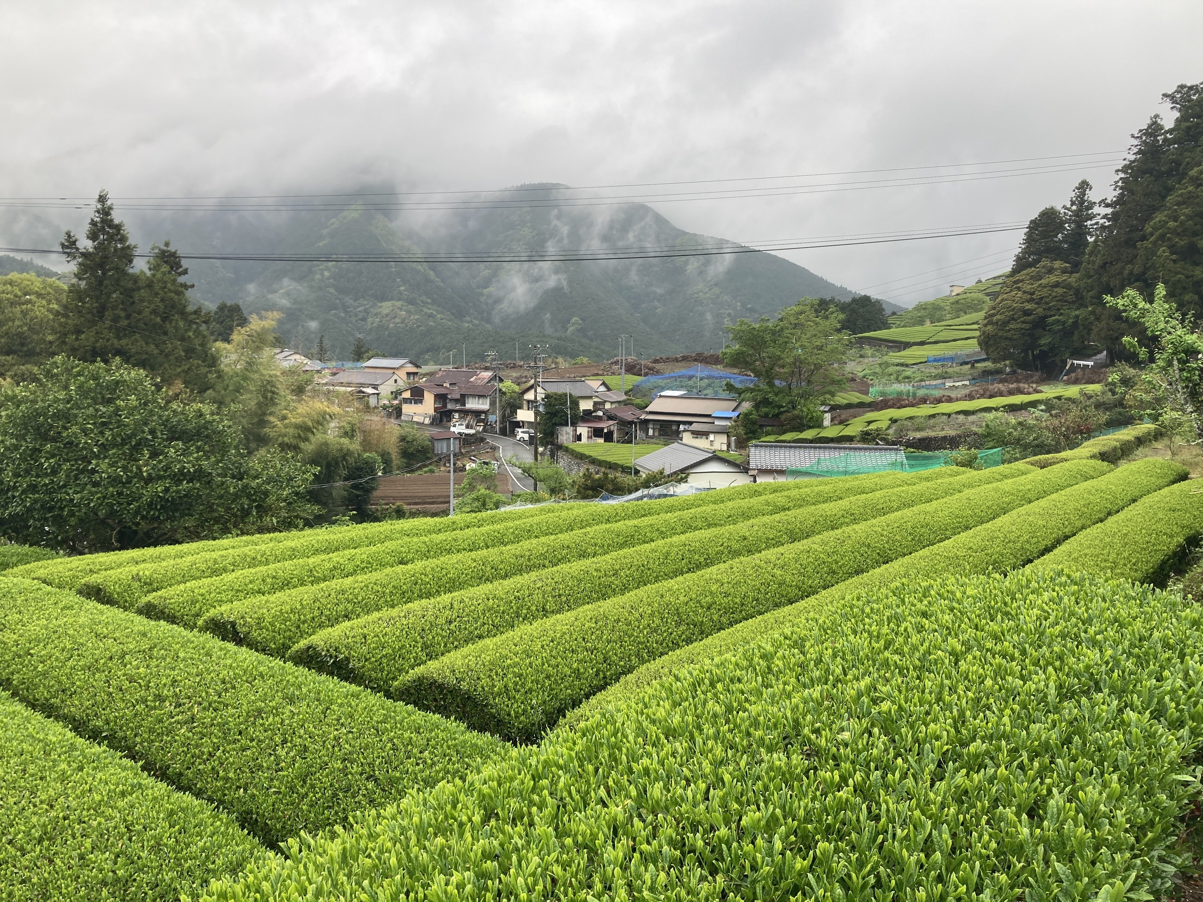 茶畑ページ 新茶時期に行く、静岡茶畑巡りの旅｜こばやしたいち / nonki tour代表