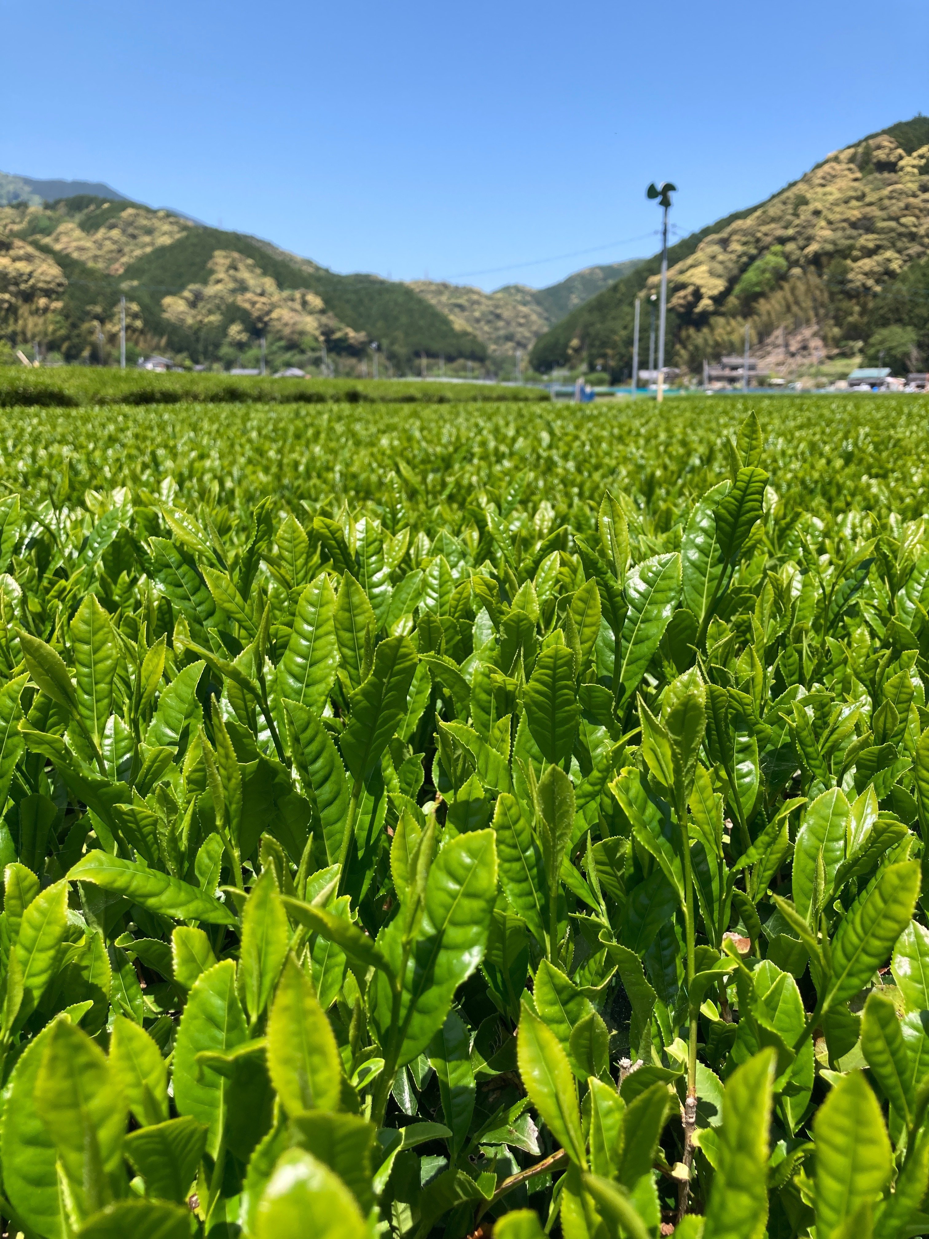 新茶時期に行く、静岡茶畑巡りの旅｜こばやしたいち / nonki tour代表