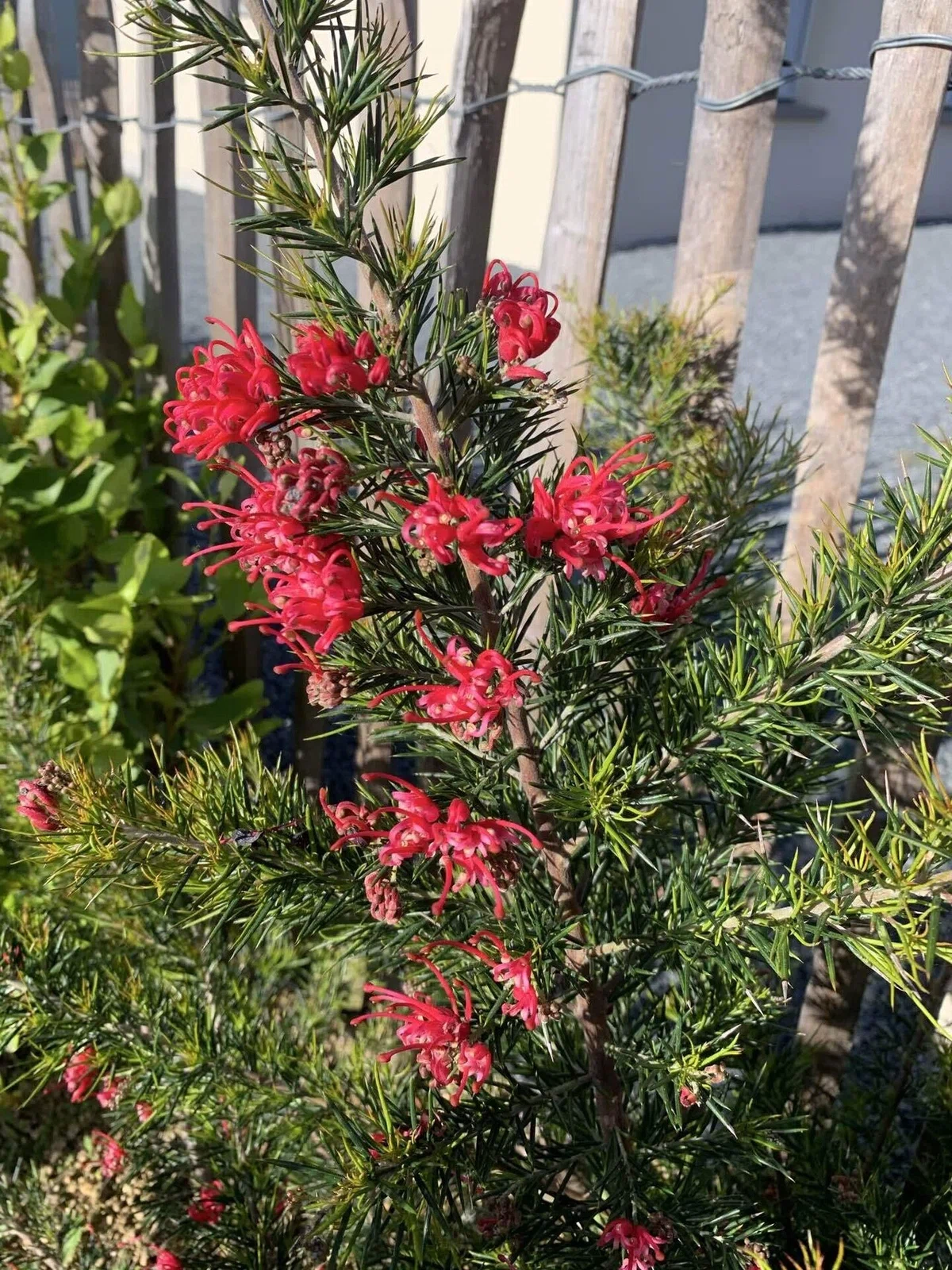 近所の花 (春編：No.31-No.40)｜世界のすみっこ暮らし