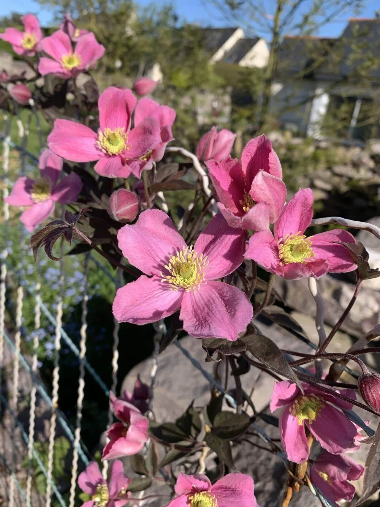 近所の花 (春編：No.31-No.40)｜世界のすみっこ暮らし