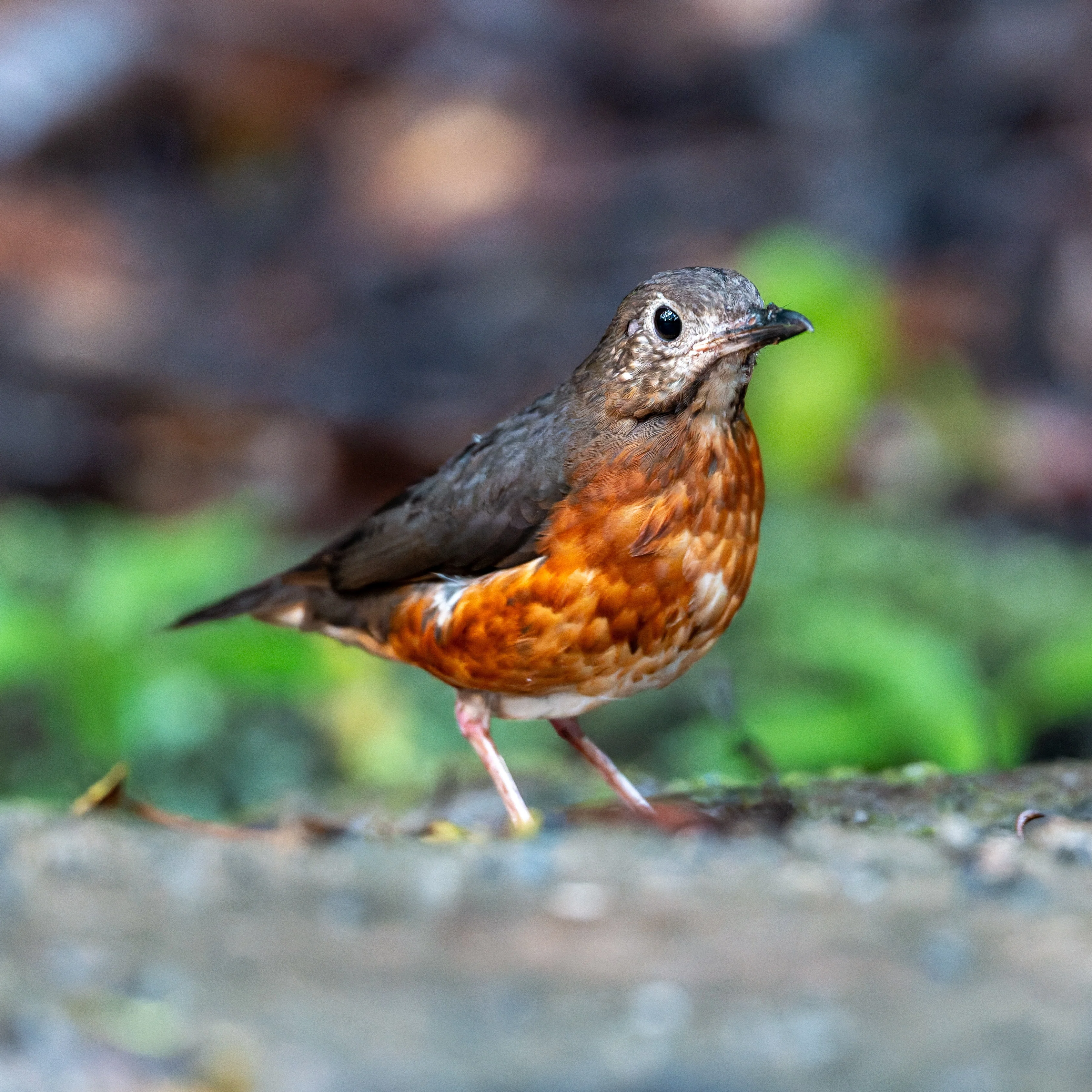 DAHL  ダール イェンセン エナガ 鳥 フィギュリン DAHL ダール イェンセン エナガ 鳥 フィギュリン DAHL ダール