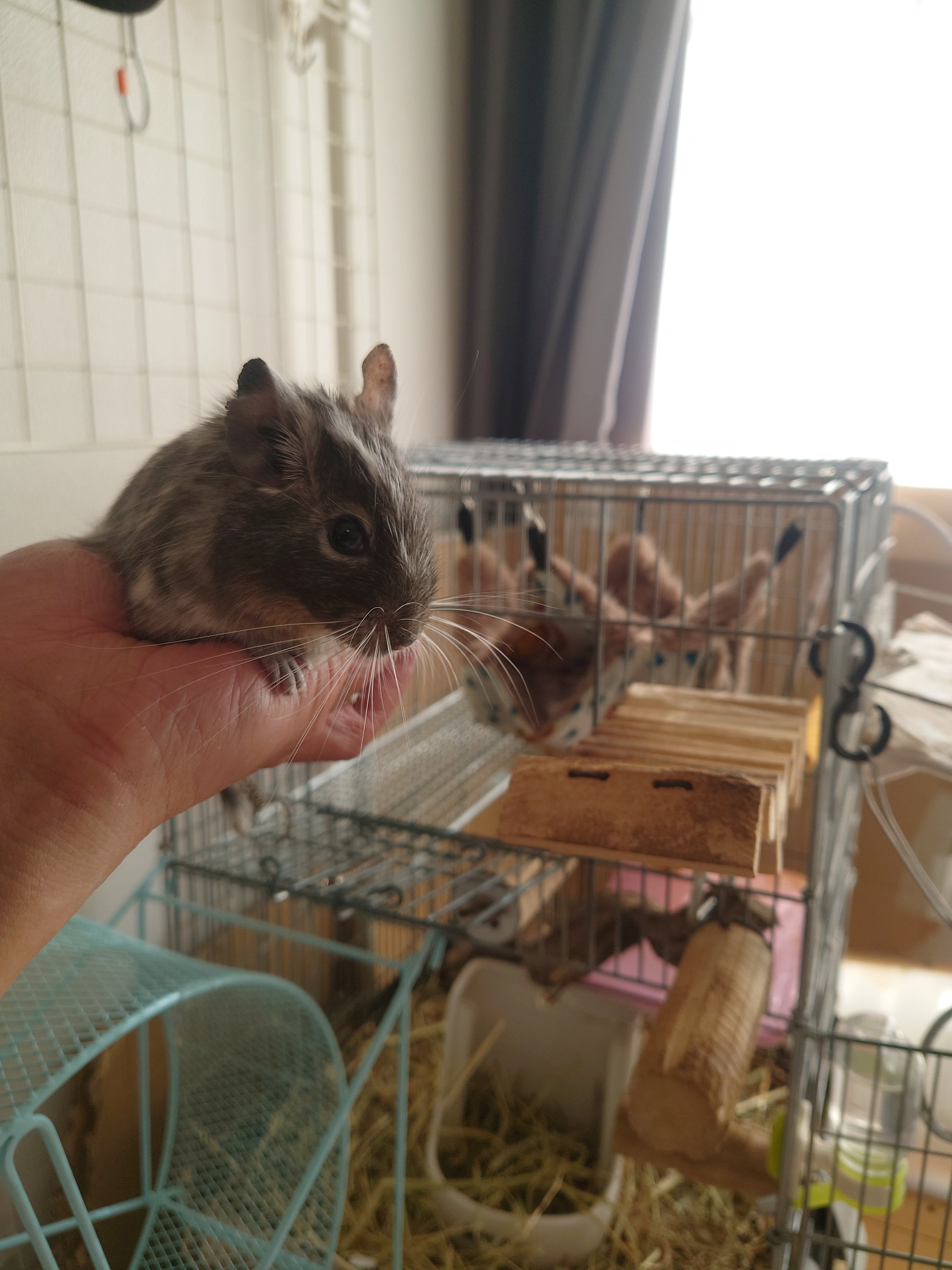 デグー初心者｜飼うために必要なアイテム【全部まとめました】─2025