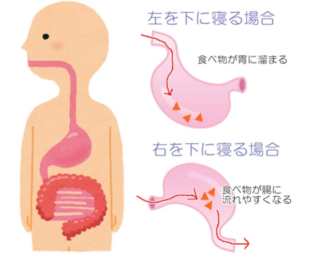 食べ た 後 寝る 向き