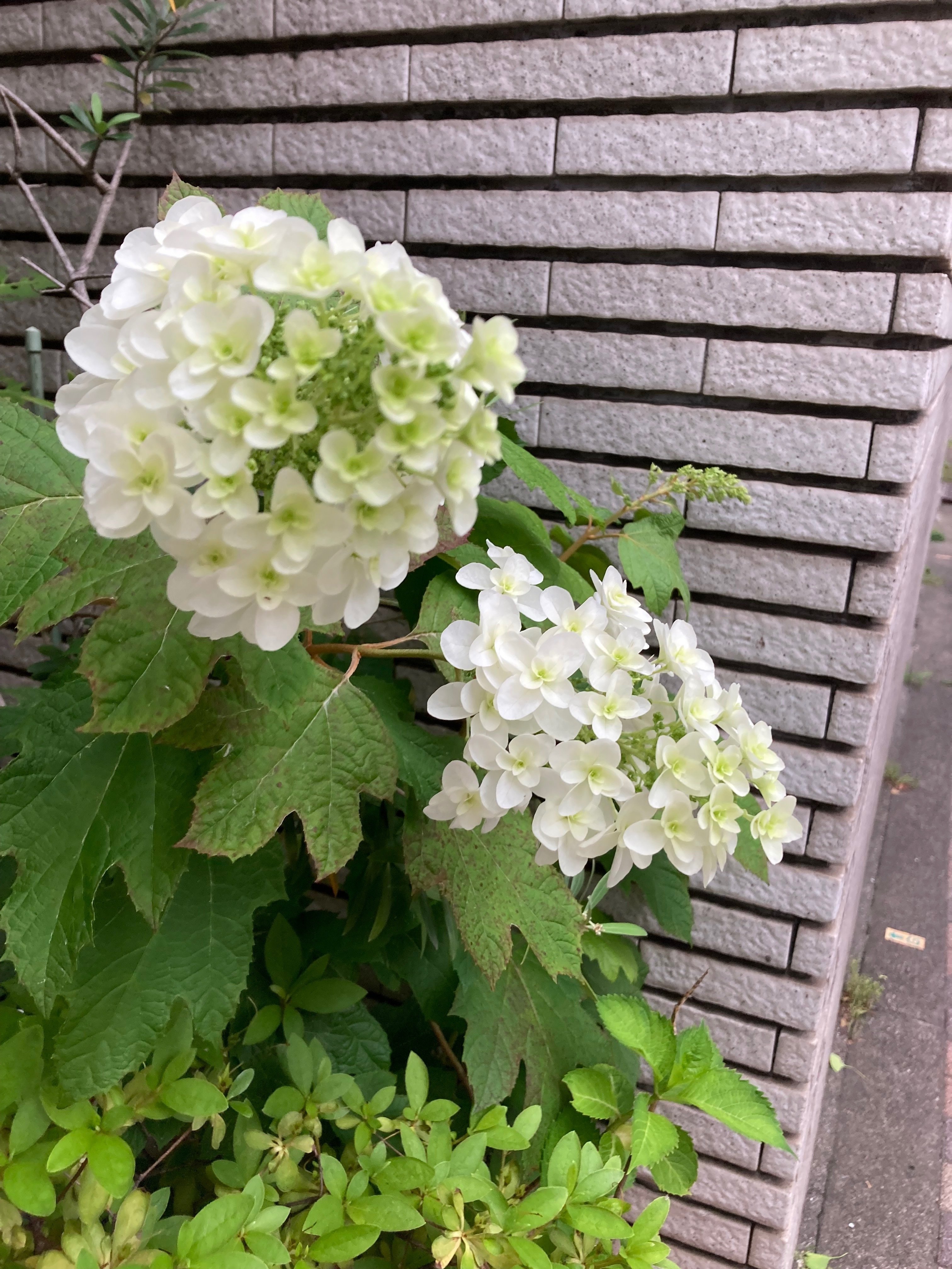 紫陽花｜1969kao1988hana