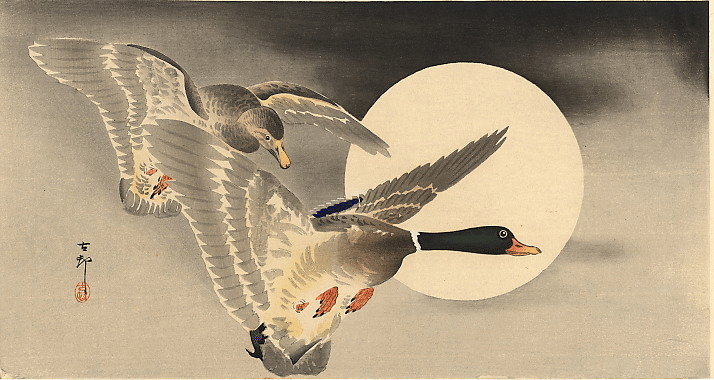 小原古邨「水辺につがいの真鴨」木版画 小原古邨「水辺につがいの真鴨」木版画 - メルカリ