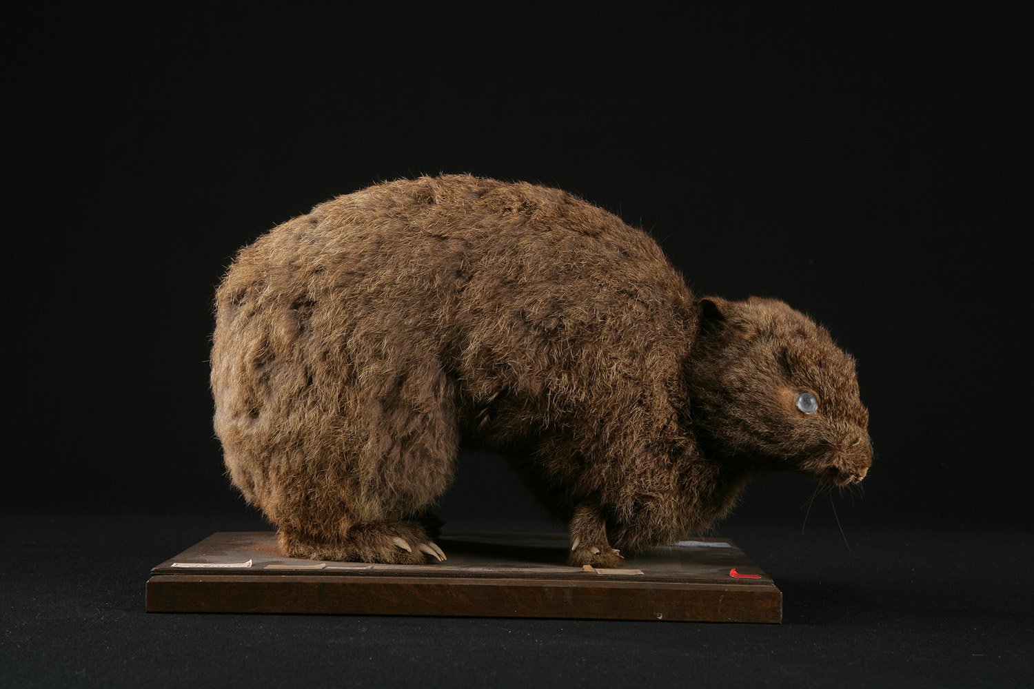 日本の学校に残る絶滅危惧種の教育標本と博物学～その貴重な歴史を探る