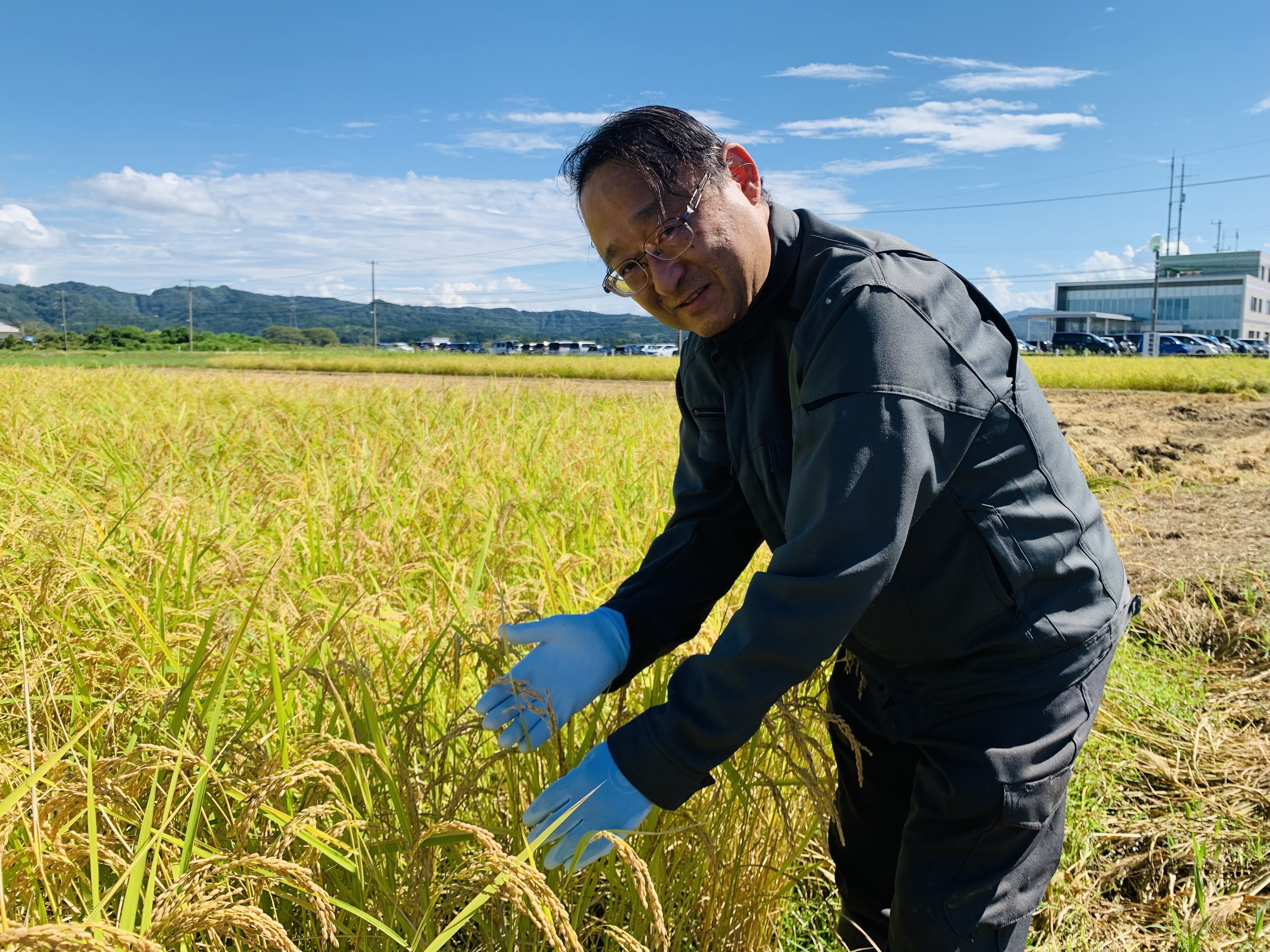 新潟大学発のコメ品種「新大コシヒカリ」とは －コメ共創