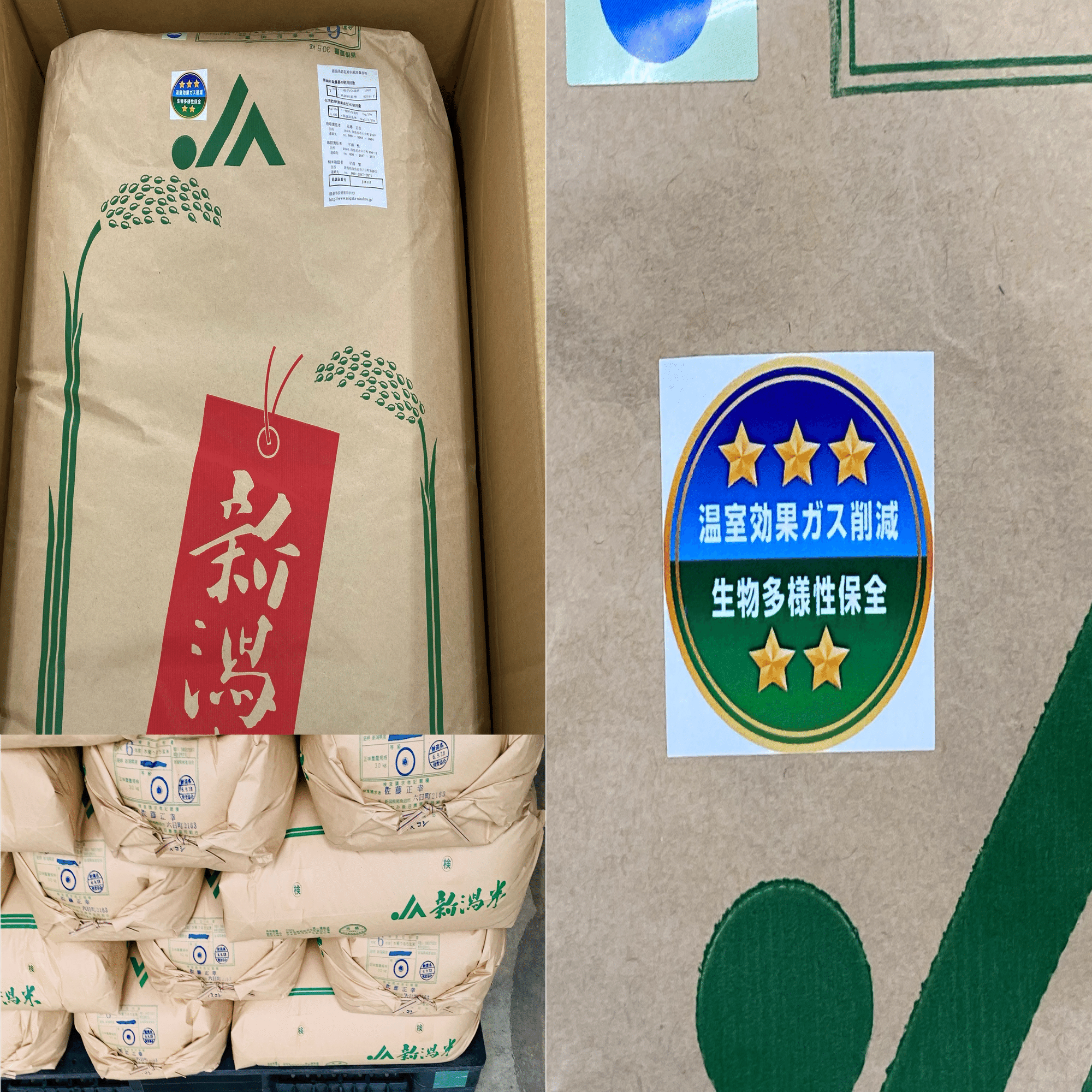 新潟大学発のコメ品種「新大コシヒカリ」とは －コメ共創