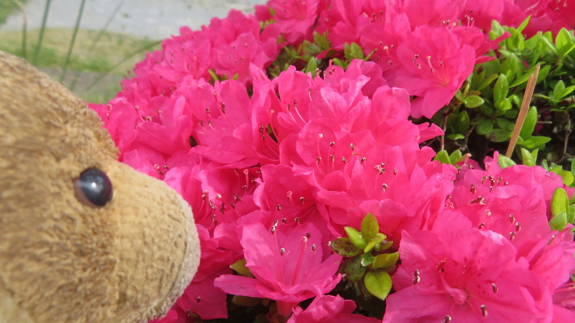 赤い花 76474824-red-flower-spike-