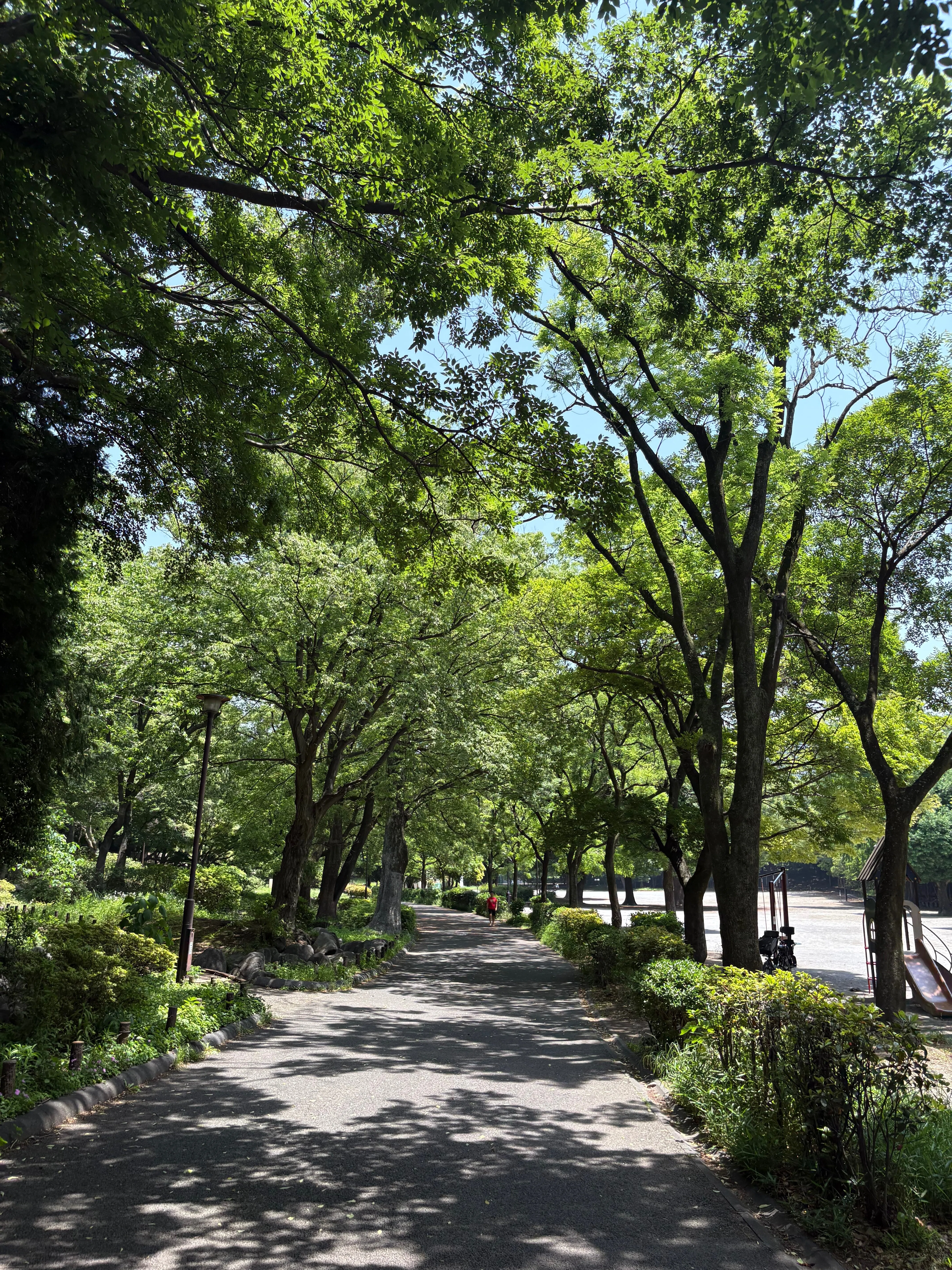 春薔薇の咲く方に in戸山公園｜グロッキー渡辺