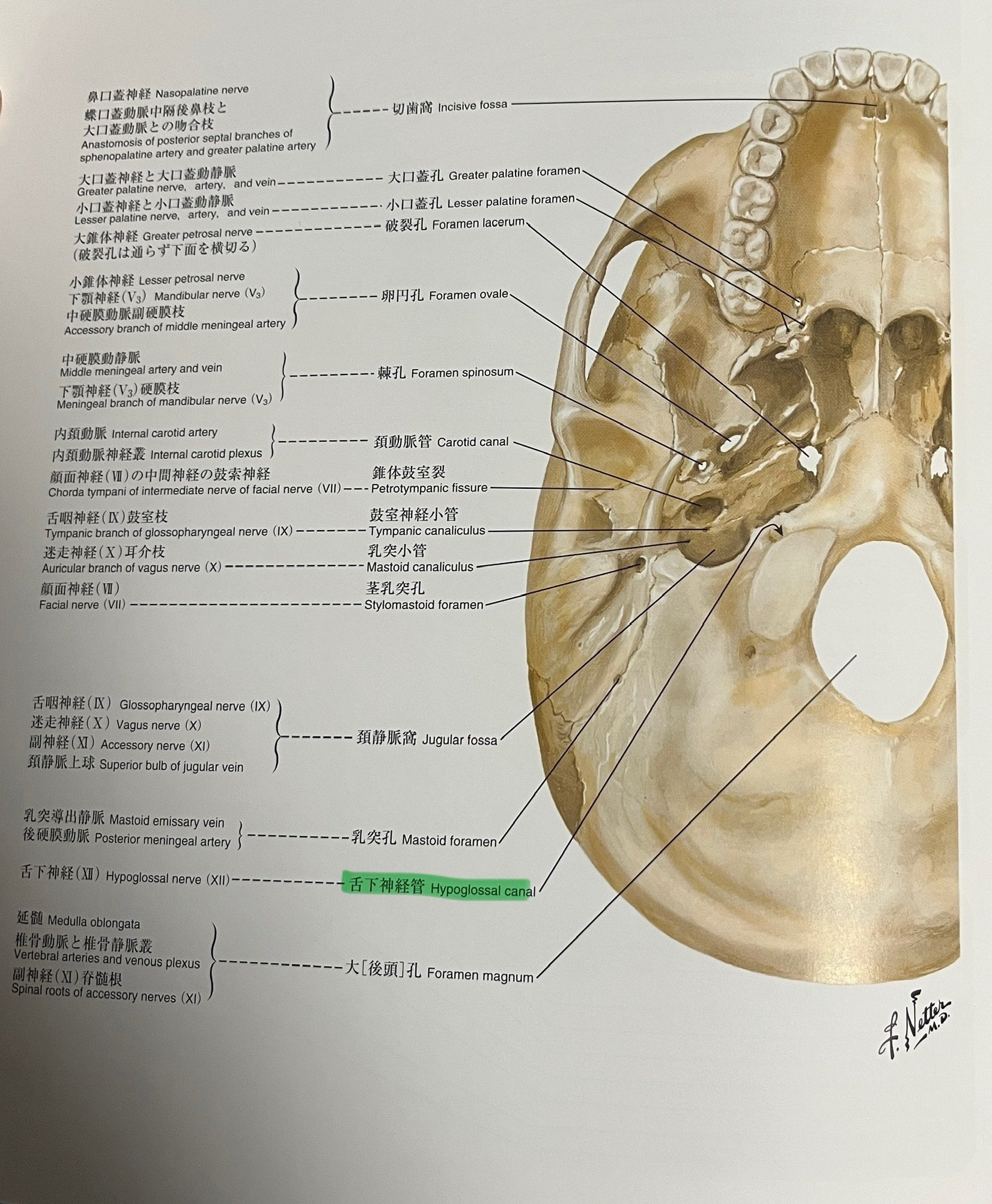 脳振盪への理解を深める必須知識：頭頸部の解剖学③＜上位頚椎周辺の