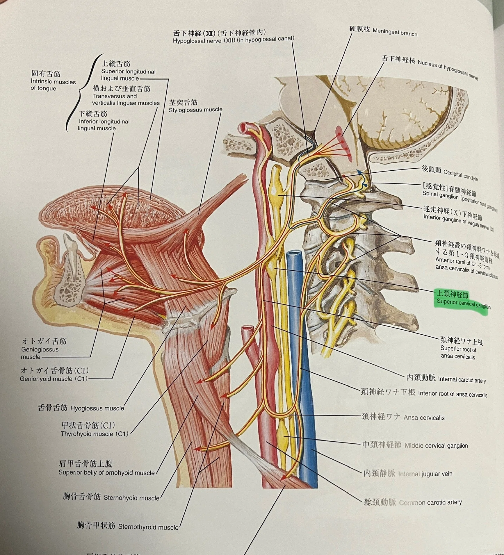 脳振盪への理解を深める必須知識：頭頸部の解剖学③＜上位頚椎周辺の