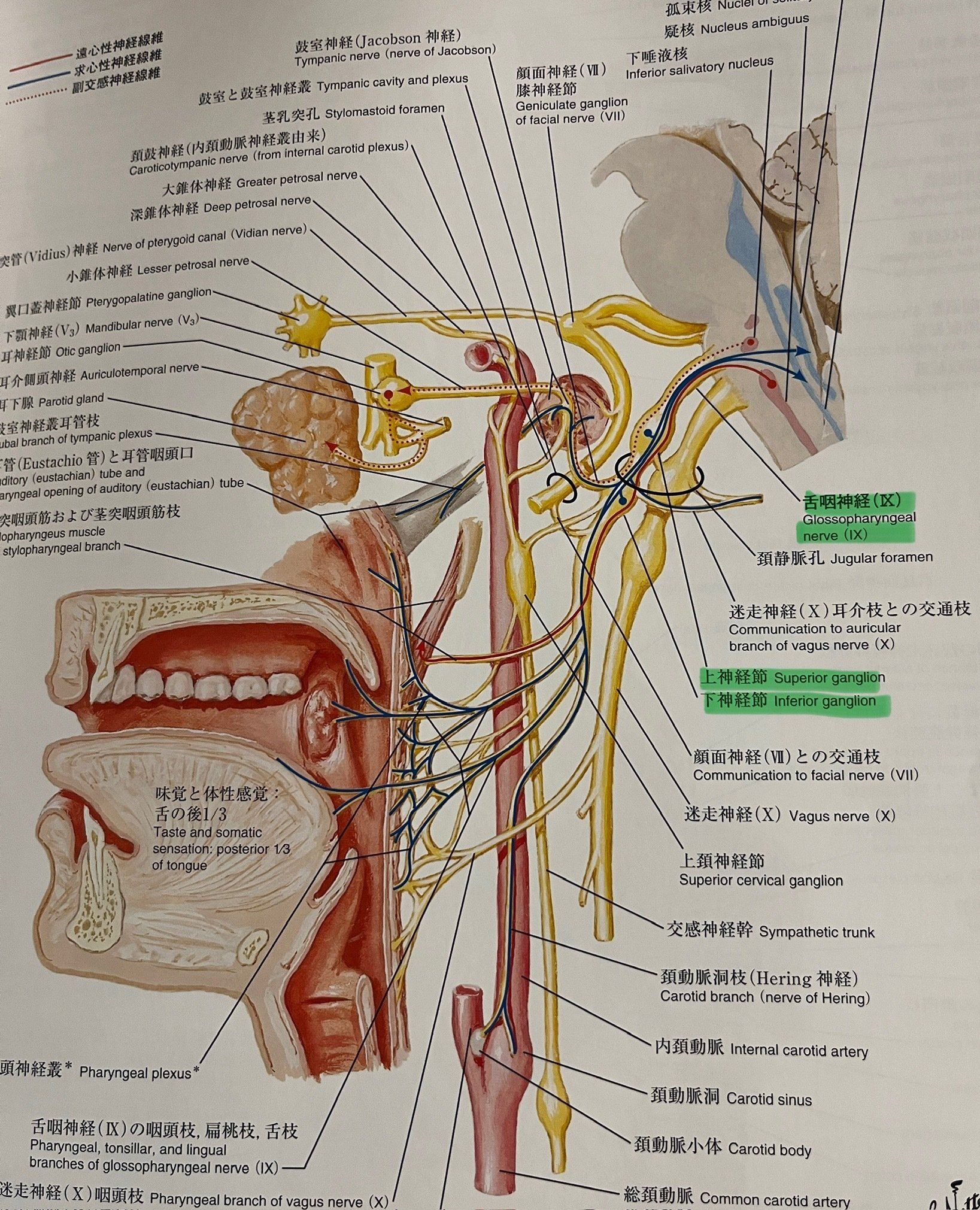 脳振盪への理解を深める必須知識：頭頸部の解剖学③＜上位頚椎周辺の